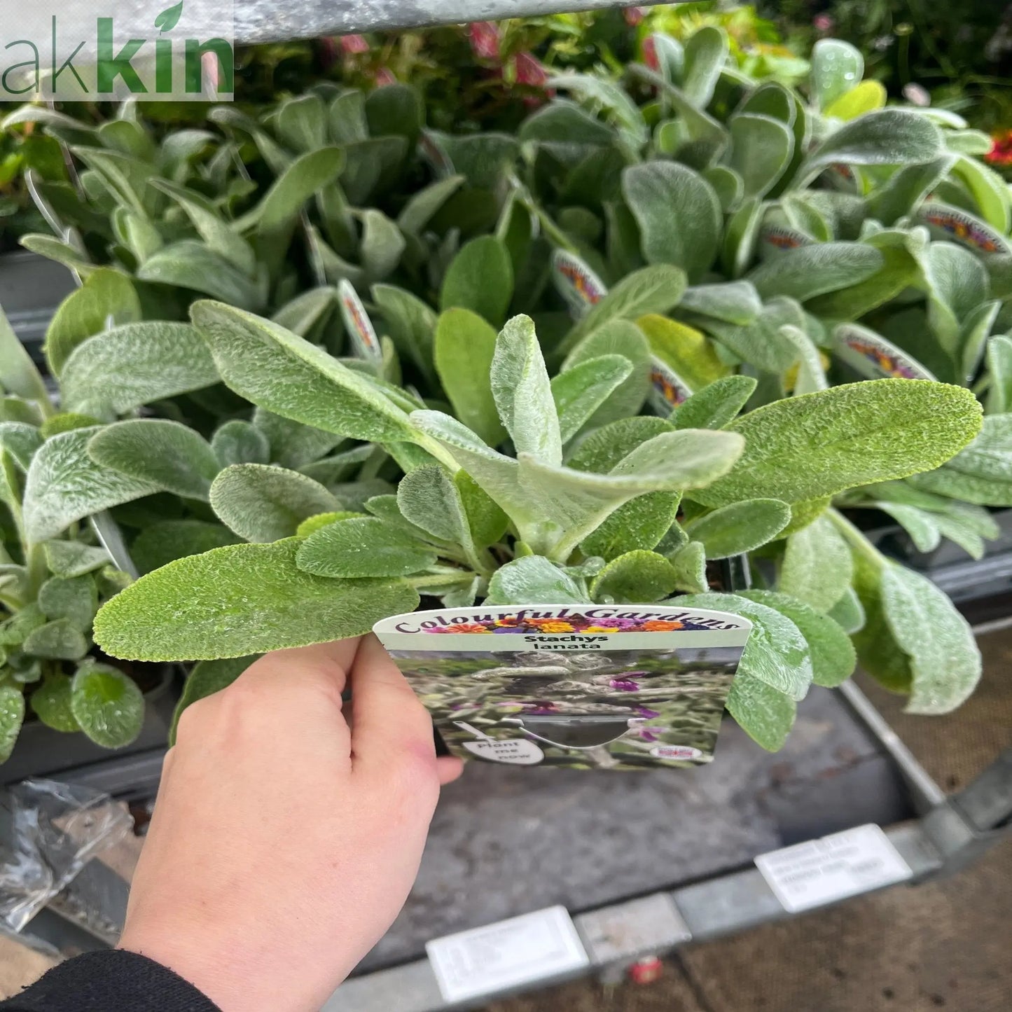 Stachys lanata 9cm / 2L One Click Plants