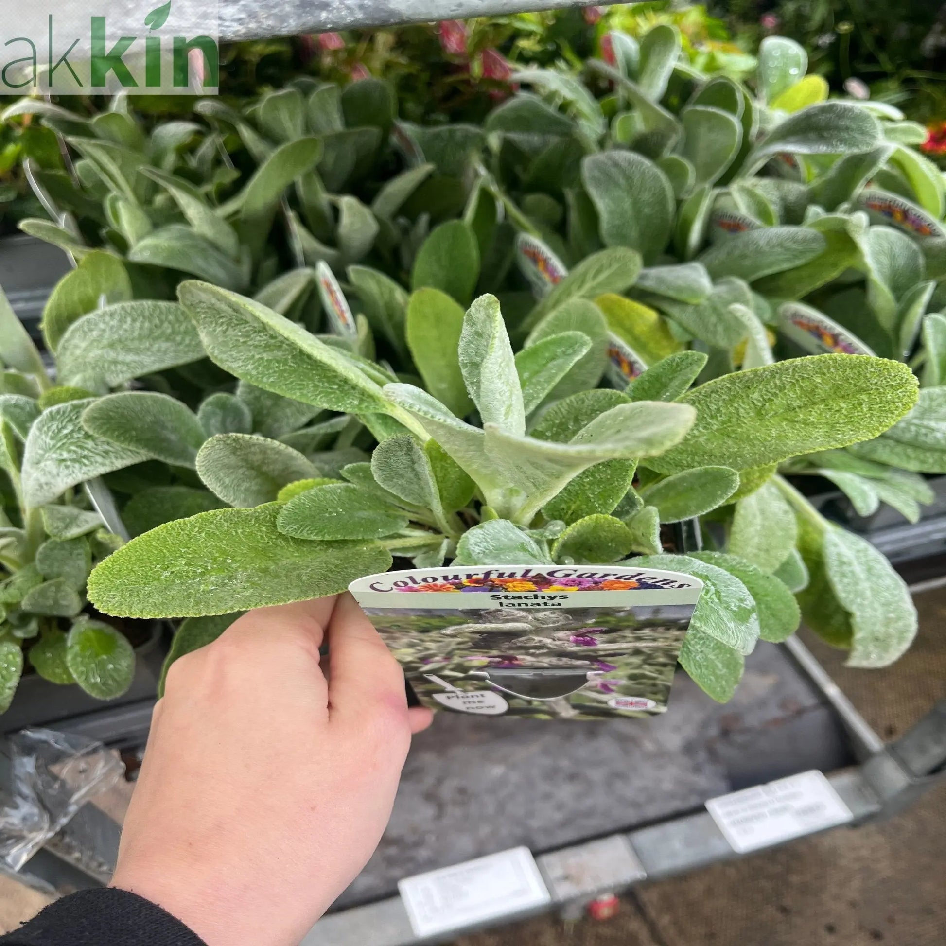 Stachys lanata 9cm / 2L One Click Plants