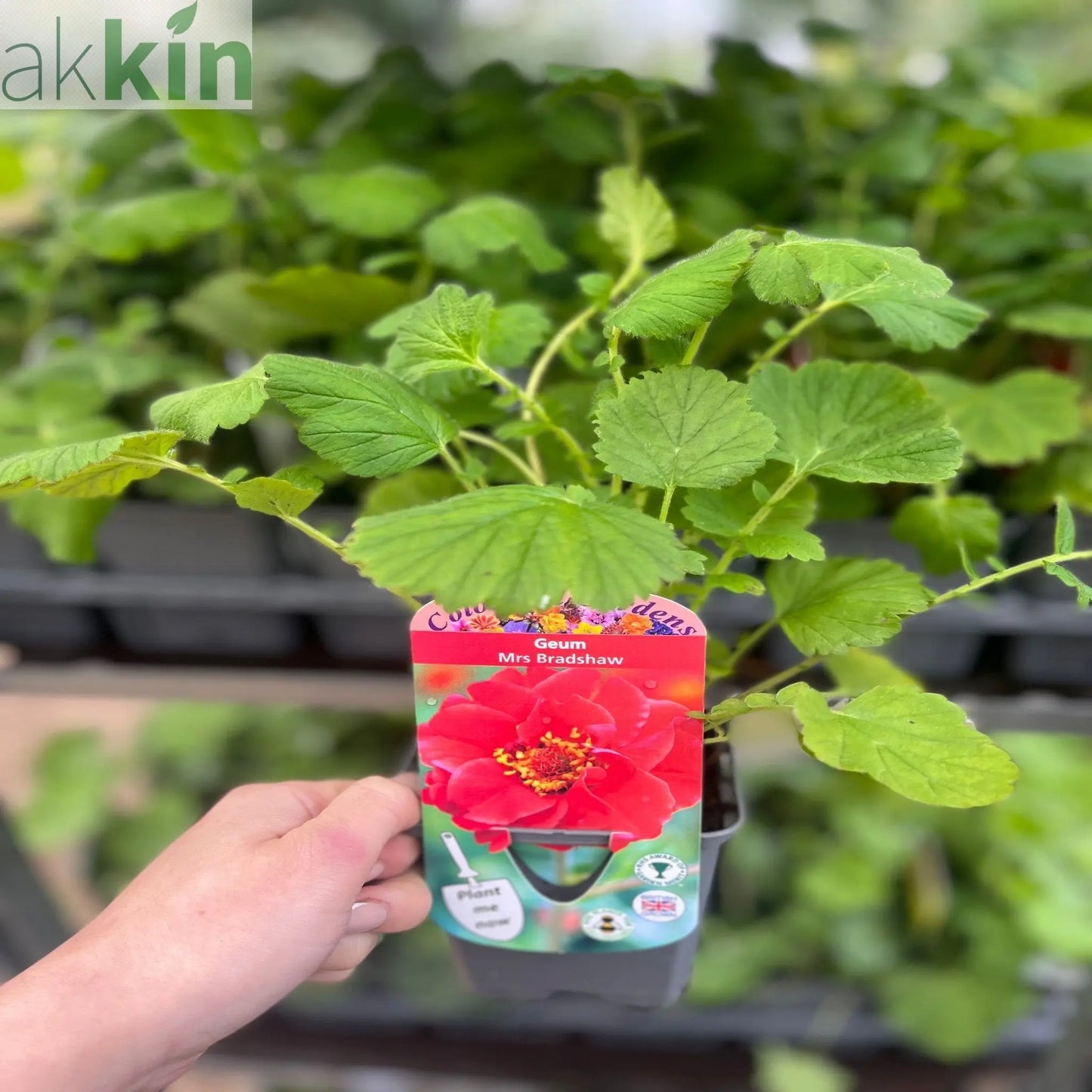 Geum 'Mrs Bradshaw' 9cm/1.5L/3L Pot One Click Plants