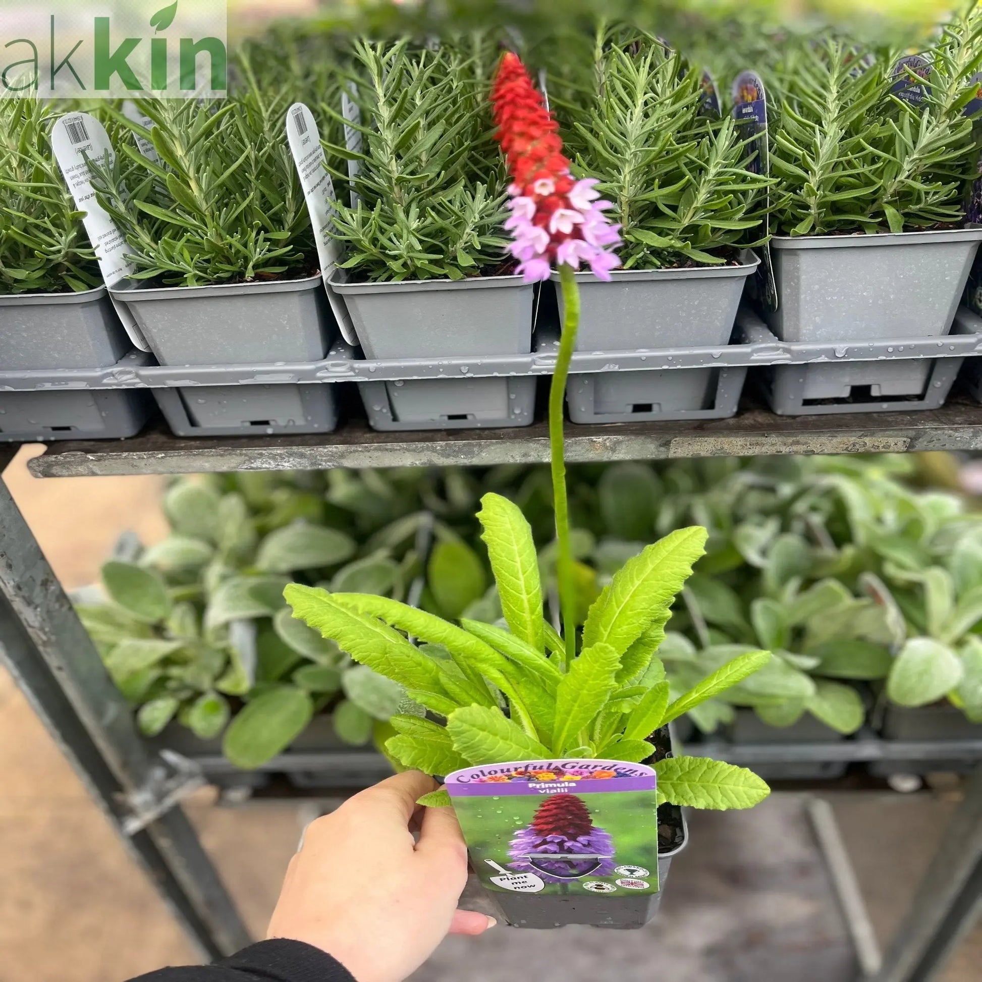 Primula vialii 9cm / 3L One Click Plants