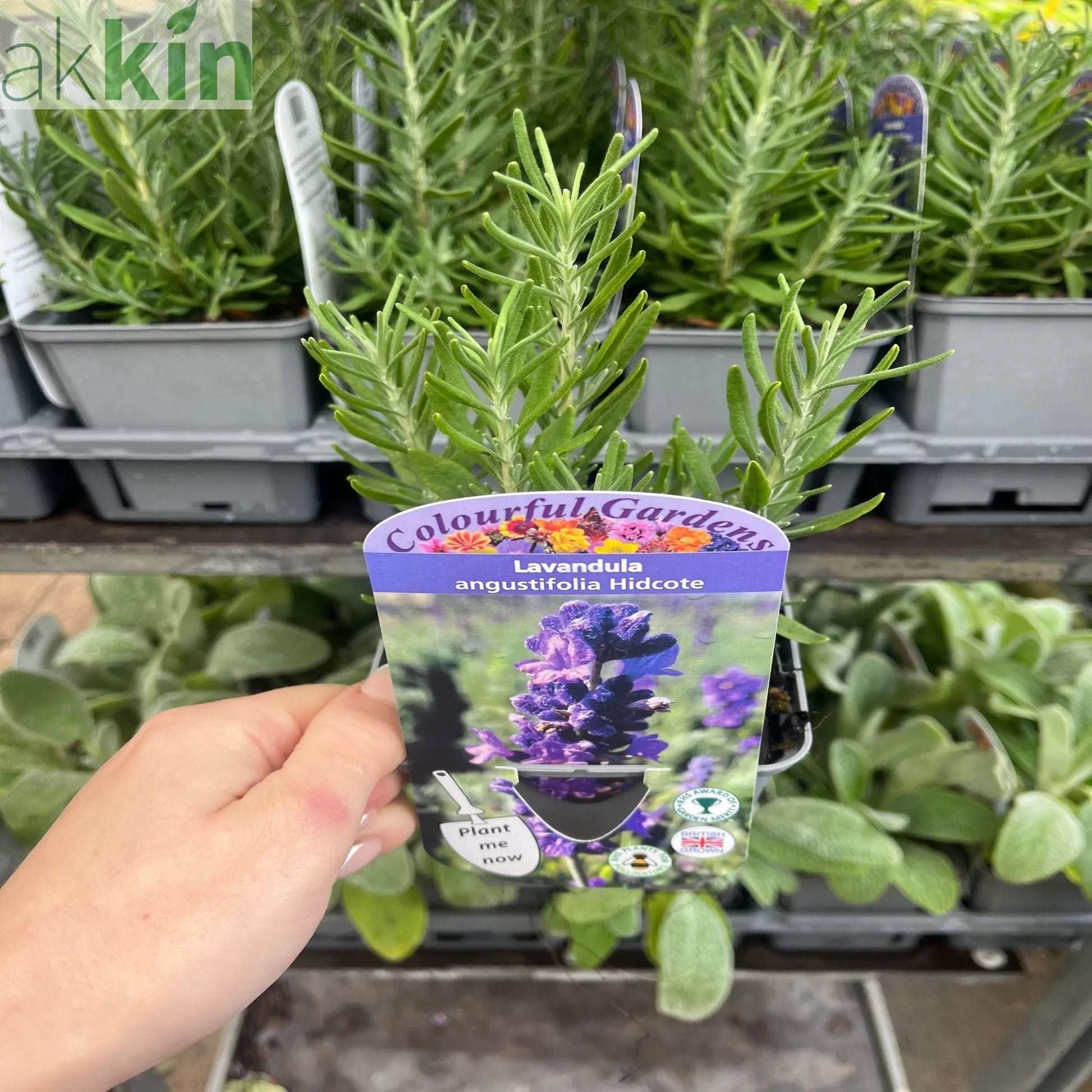 Lavender angustifolia 'Hidcote' (9cm/2L) One Click Plants