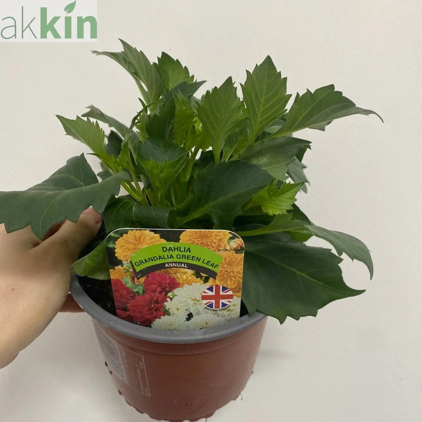 Dahlia 1.5L (Our Choice) One Click Plants