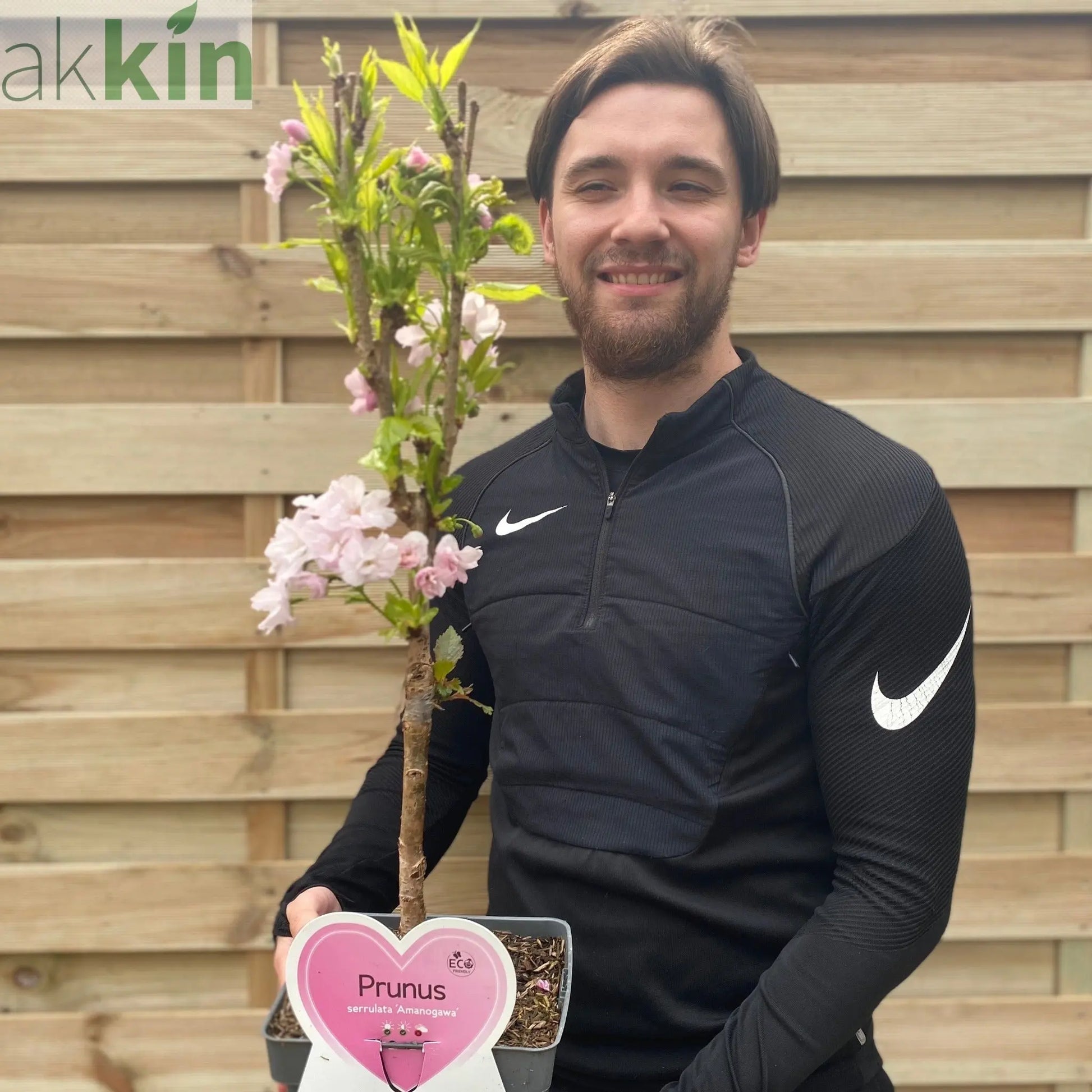 Ornamental Flowering Cherry Blossom Tree Dwarf - Prunus serrulata 'Amanogawa'' 70-80cm One Click Plants