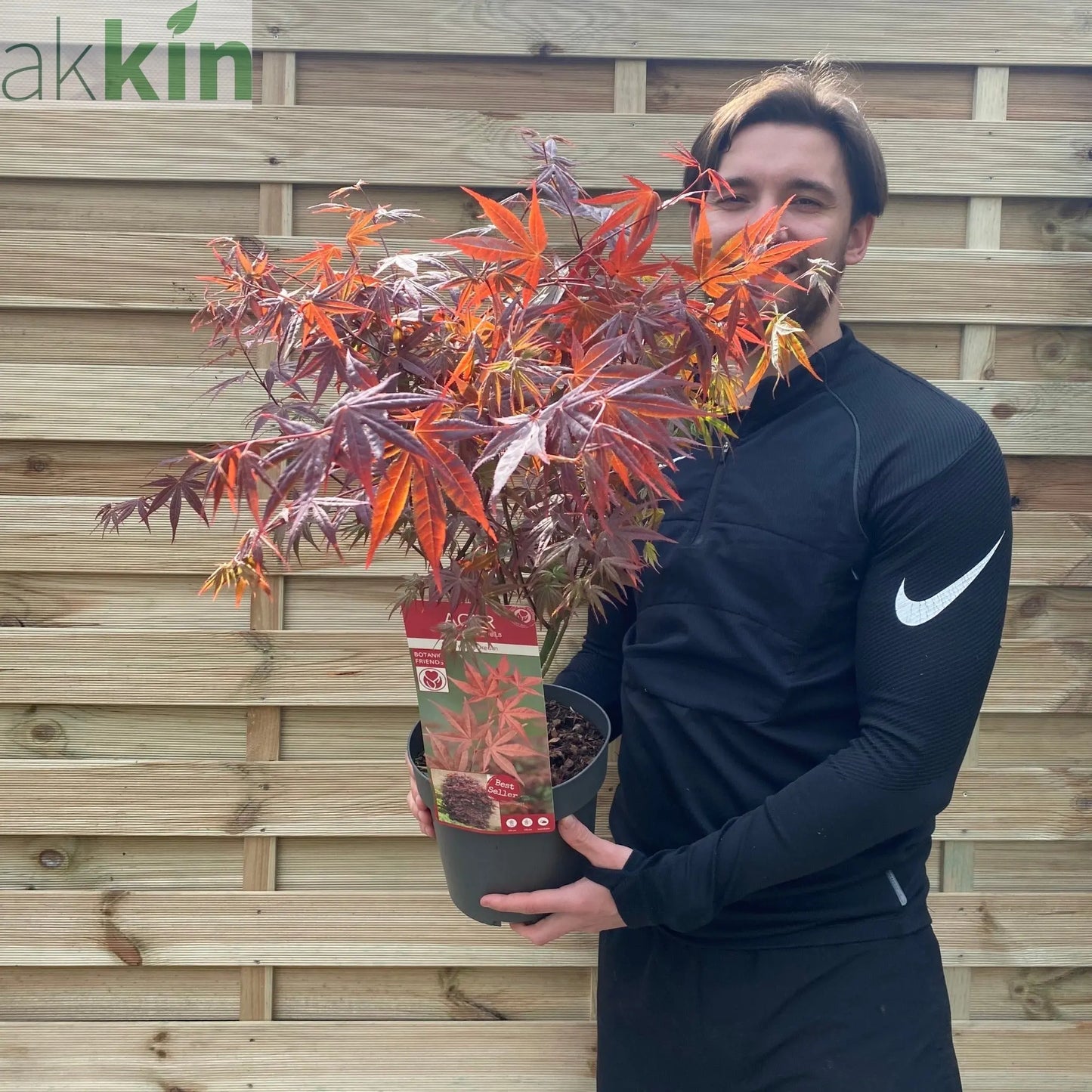 Acer palmatum Atropurpureum 2L One Click Plants