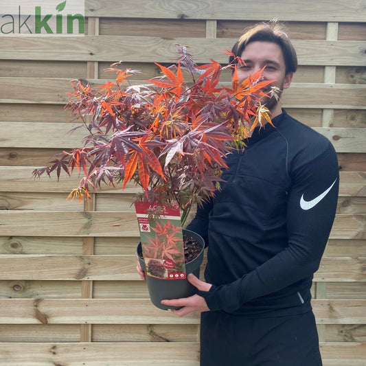 Acer palmatum Atropurpureum 2L One Click Plants