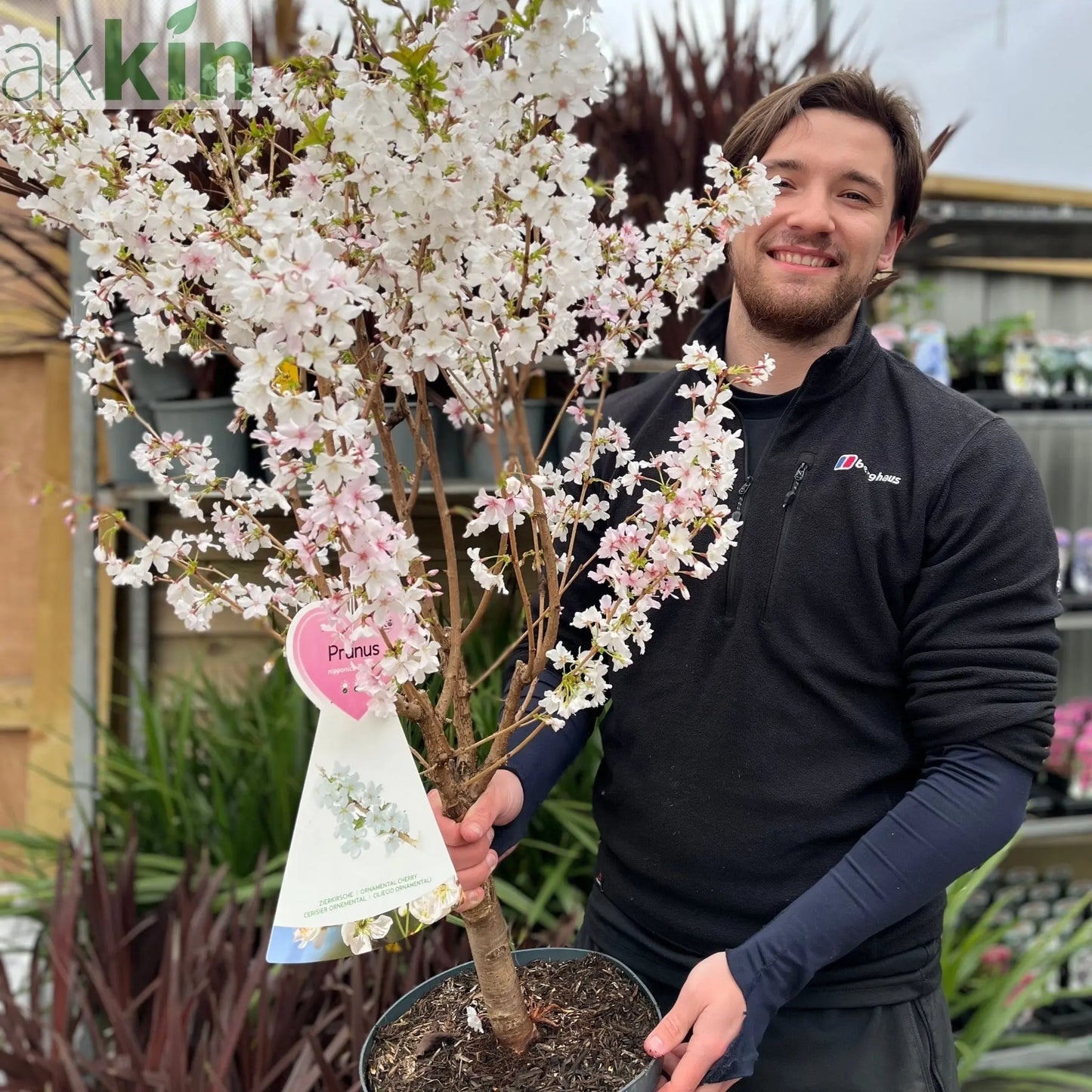 Ornamental Flowering Cherry Blossom Tree -  Nipponica ‘Brilliant' 7.5L 1m One Click Plants