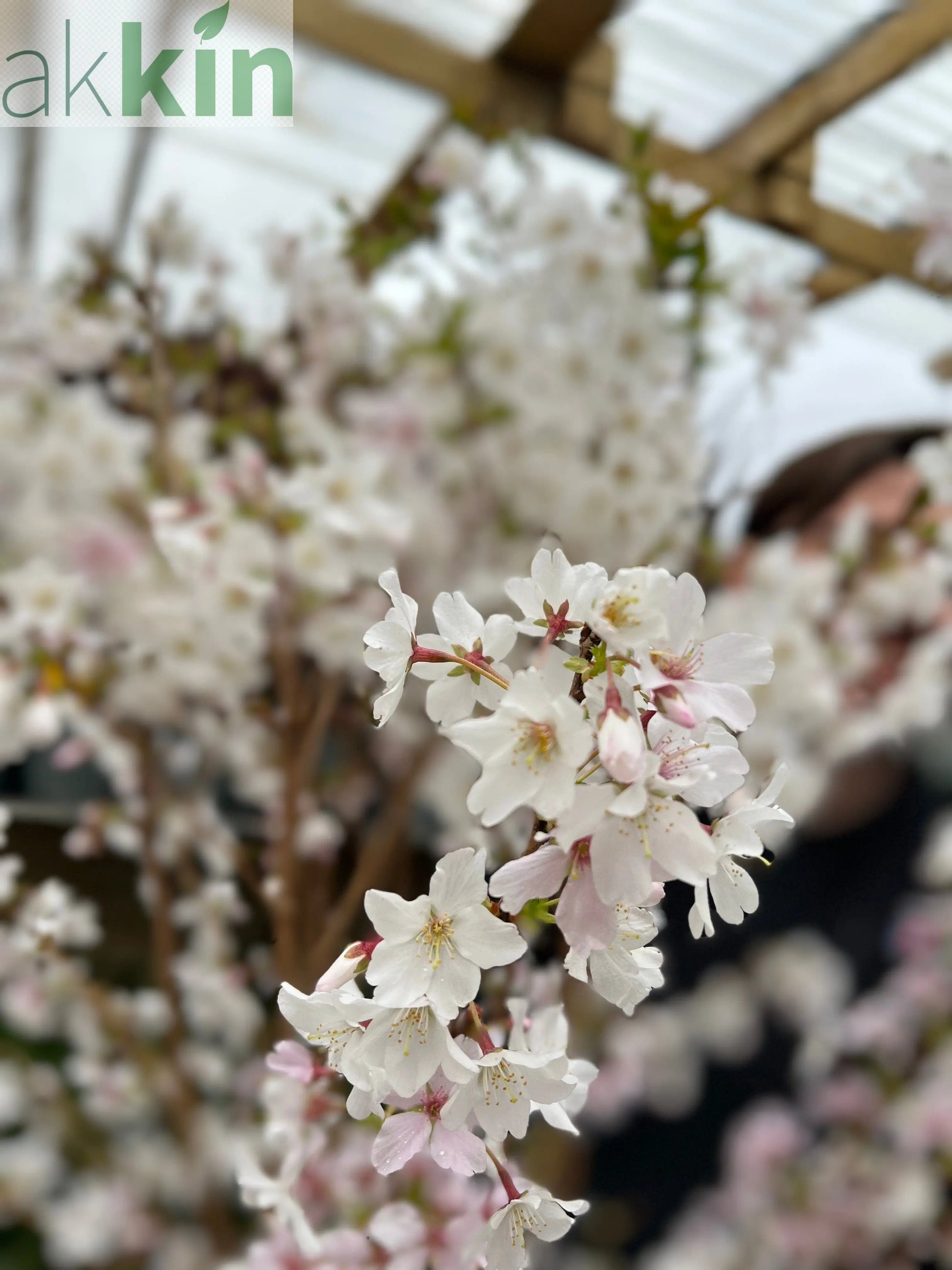 Ornamental Flowering Cherry Blossom Tree -  Nipponica ‘Brilliant' 7.5L 1m One Click Plants