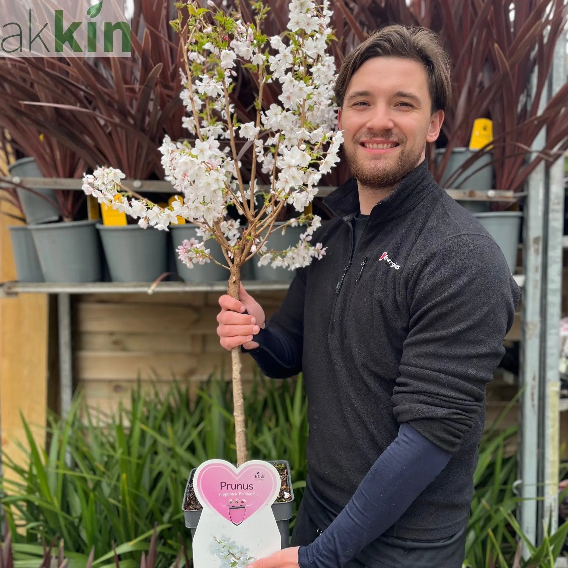 Ornamental Flowering Cherry Blossom Dwarf Tree -  Nipponica ‘Brilliant' (2 Sizes Available) One Click Plants