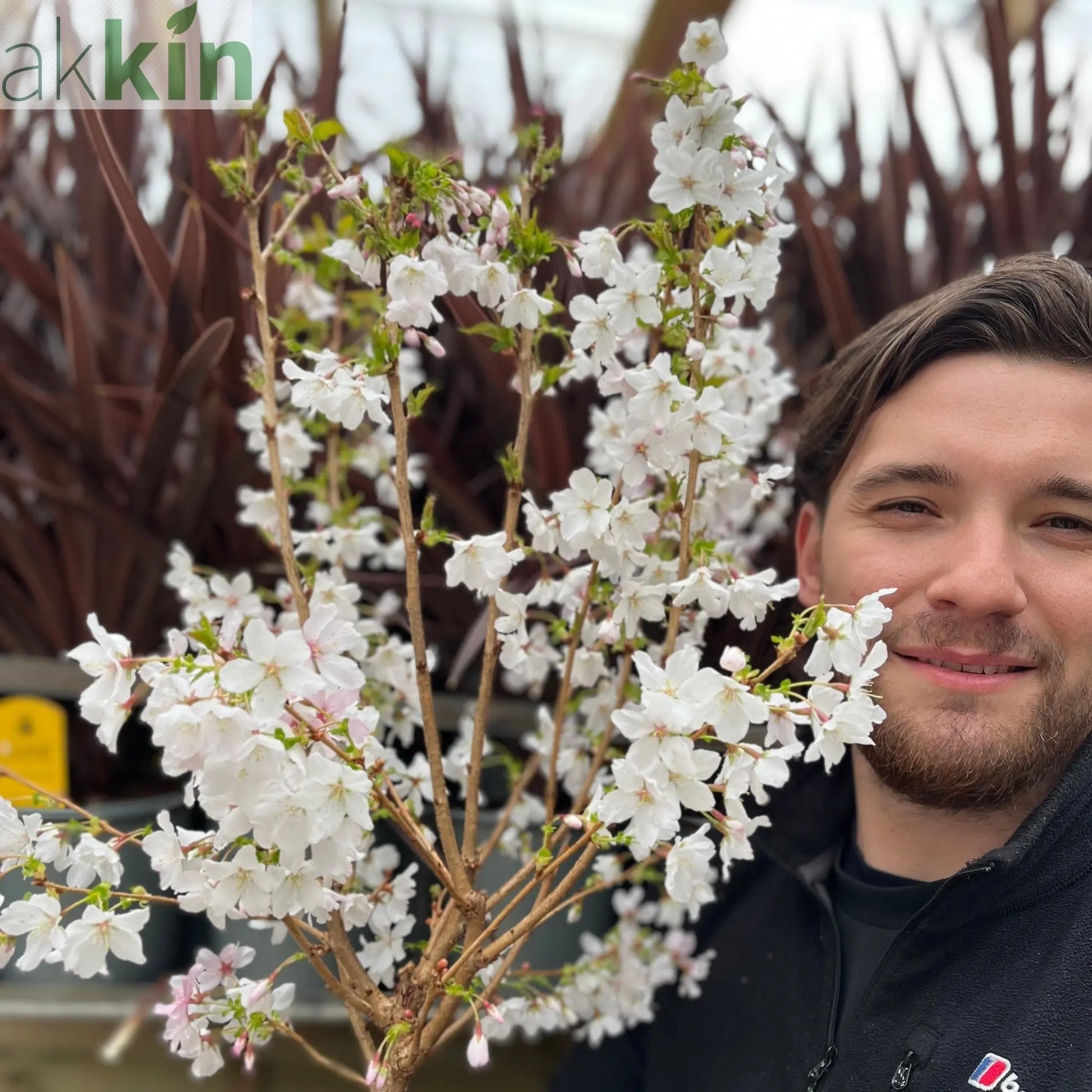Ornamental Flowering Cherry Blossom Dwarf Tree -  Nipponica ‘Brilliant' (2 Sizes Available) One Click Plants