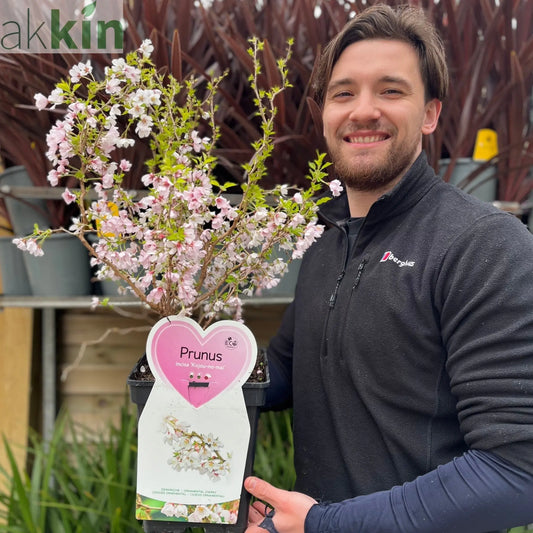 Prunus Ornamental Flowering Cherry Blossom Shrub - Incisa 'KOJOU-NO-MAI' 9cm / 2L / 4L One Click Plants