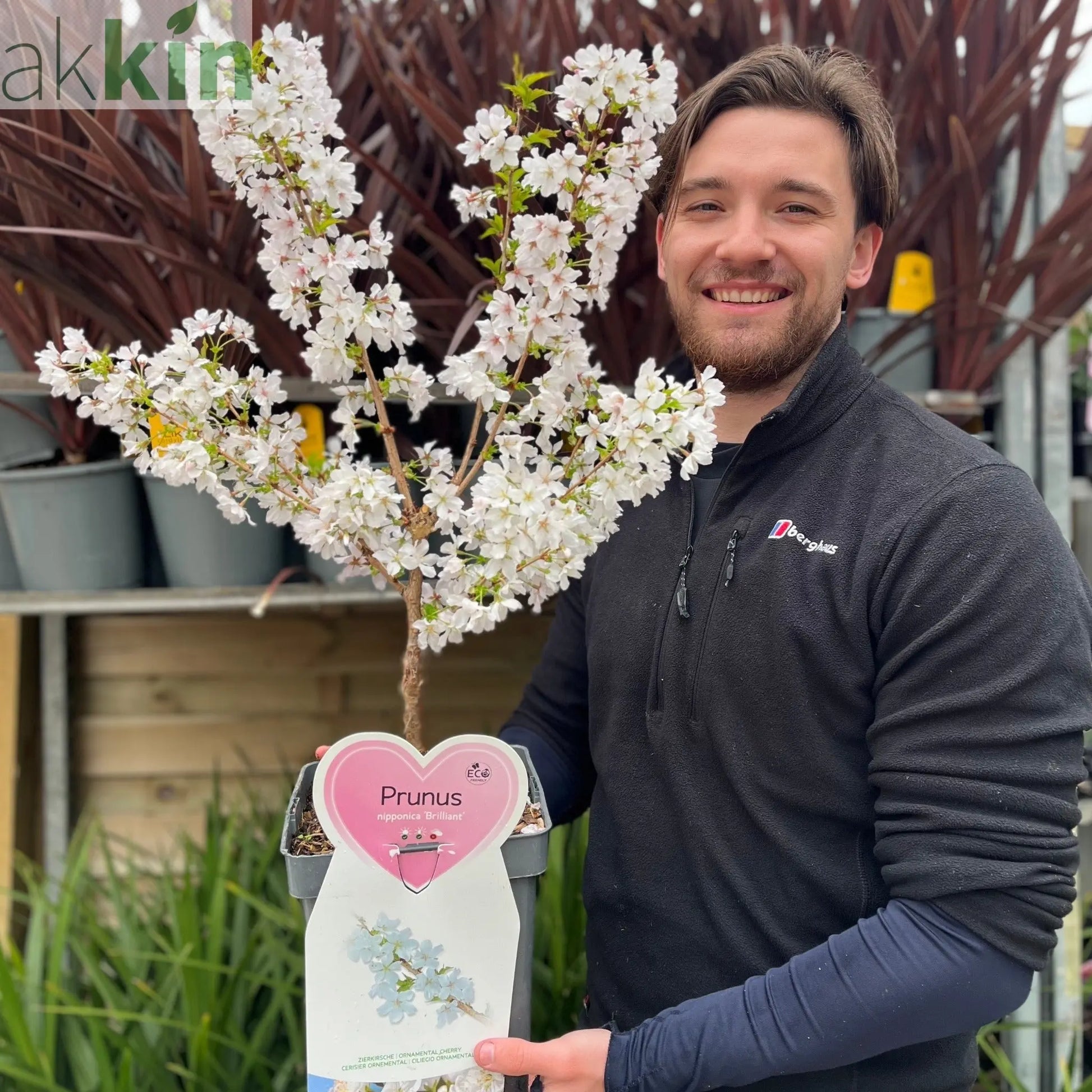 Ornamental Flowering Cherry Blossom Dwarf Tree -  Nipponica ‘Brilliant' (2 Sizes Available) One Click Plants