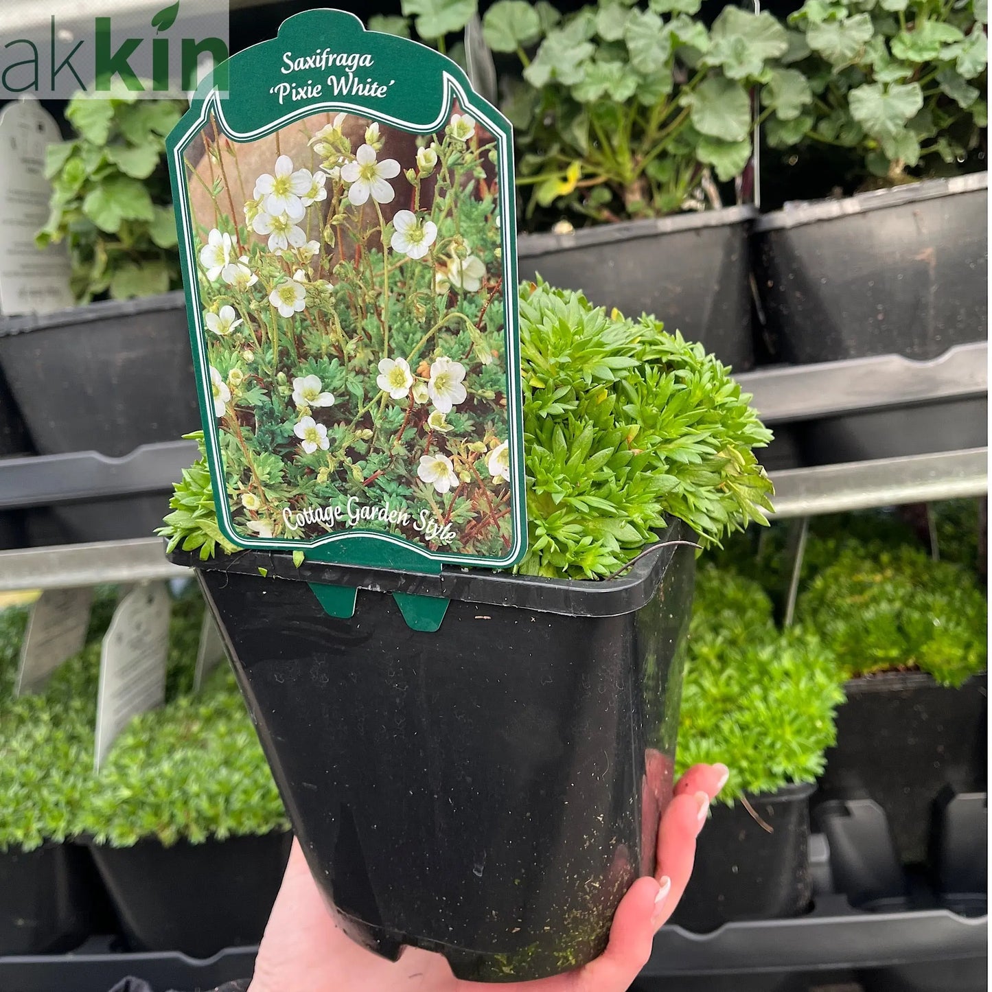 Saxifraga 'Pixie White' 2L One Click Plants