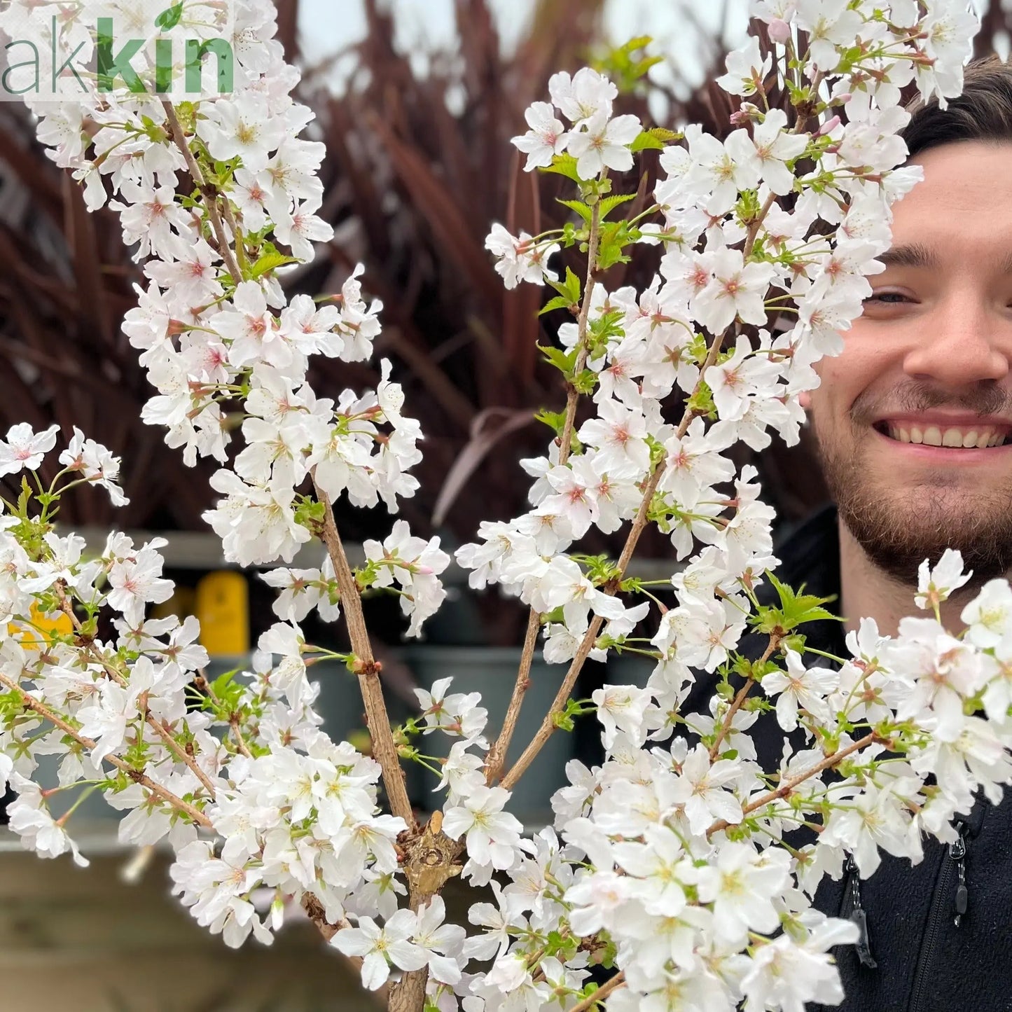 Ornamental Flowering Cherry Blossom Dwarf Tree -  Nipponica ‘Brilliant' (2 Sizes Available) One Click Plants