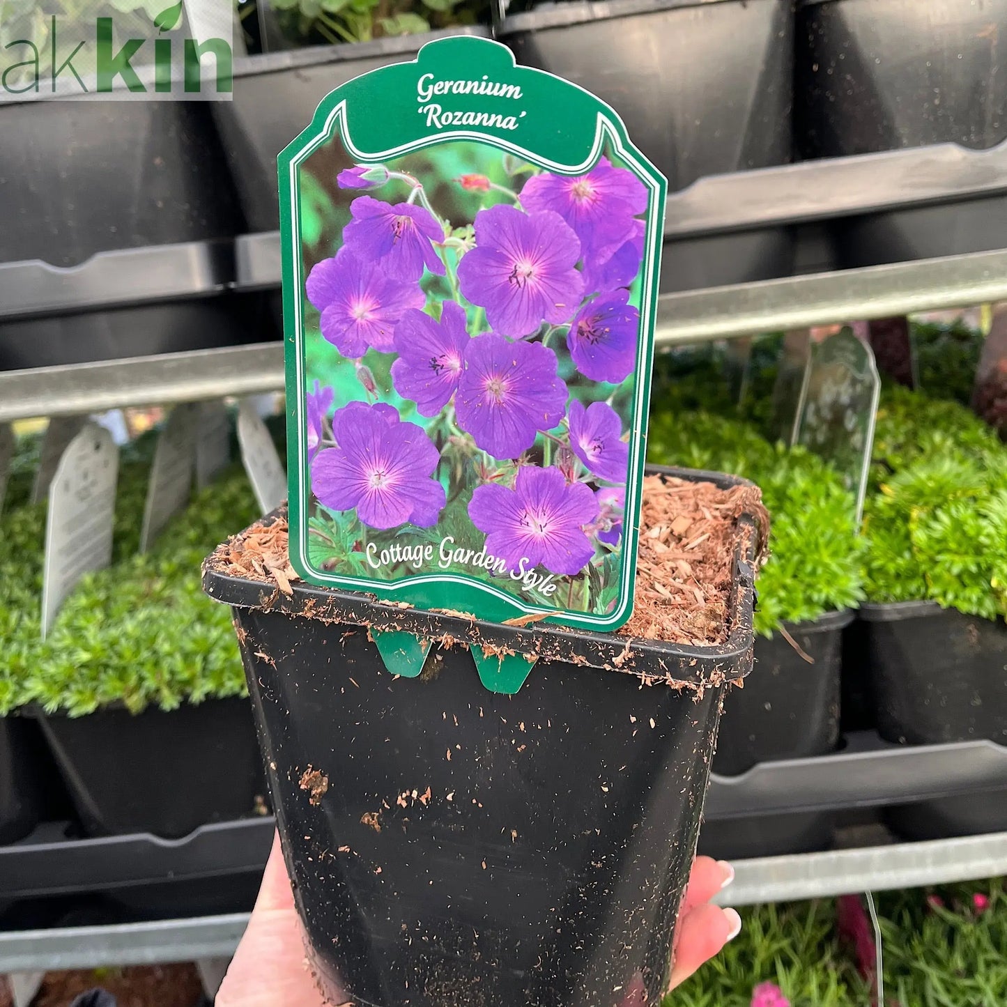 Geranium 'Rozanne' 9cm / 2L One Click Plants