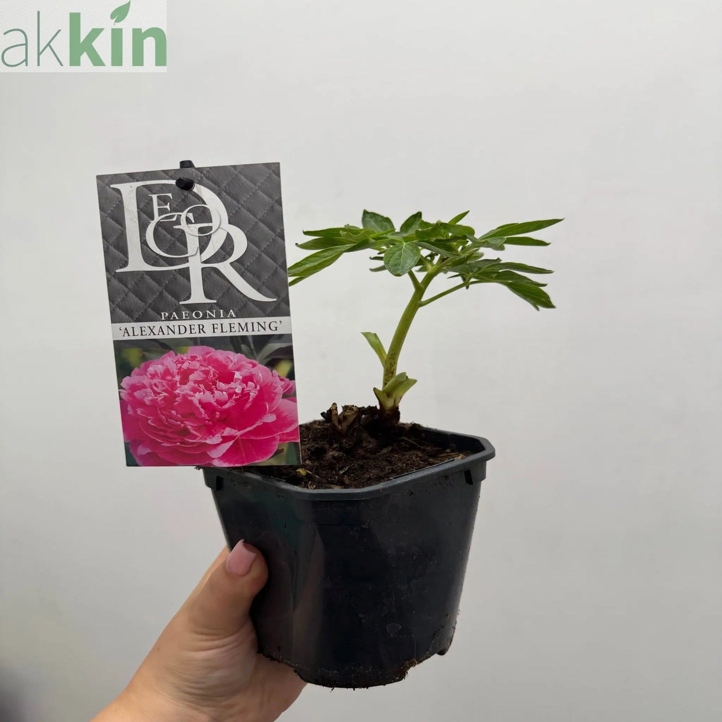 Peony 'Alexander Fleming' 1L One Click Plants