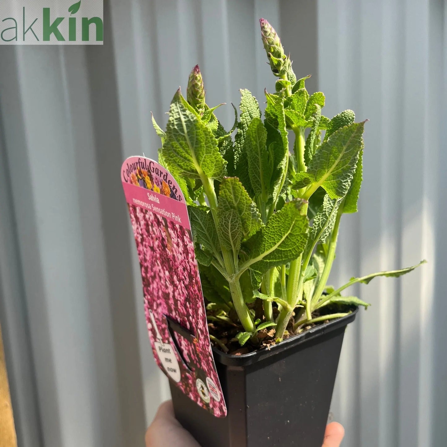 Salvia nemerosa 'Sensation Pink Rose' 9cm One Click Plants