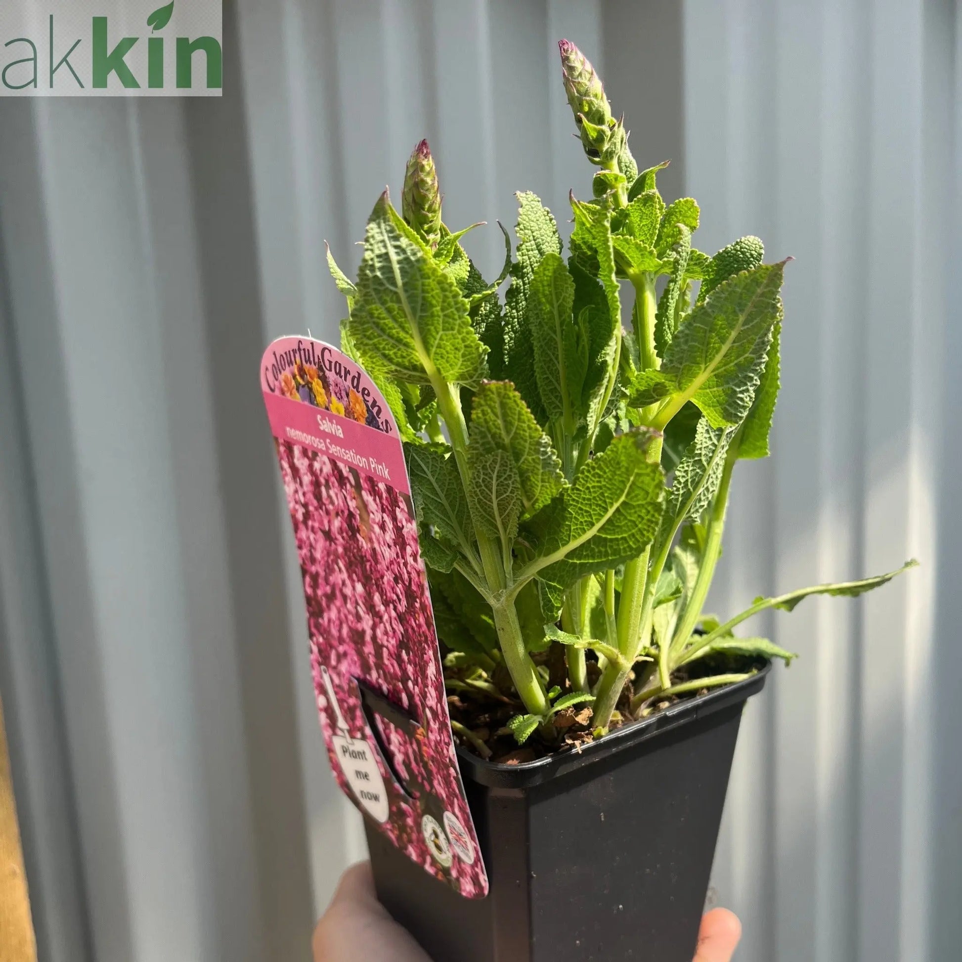 Salvia nemerosa 'Sensation Pink Rose' 9cm One Click Plants