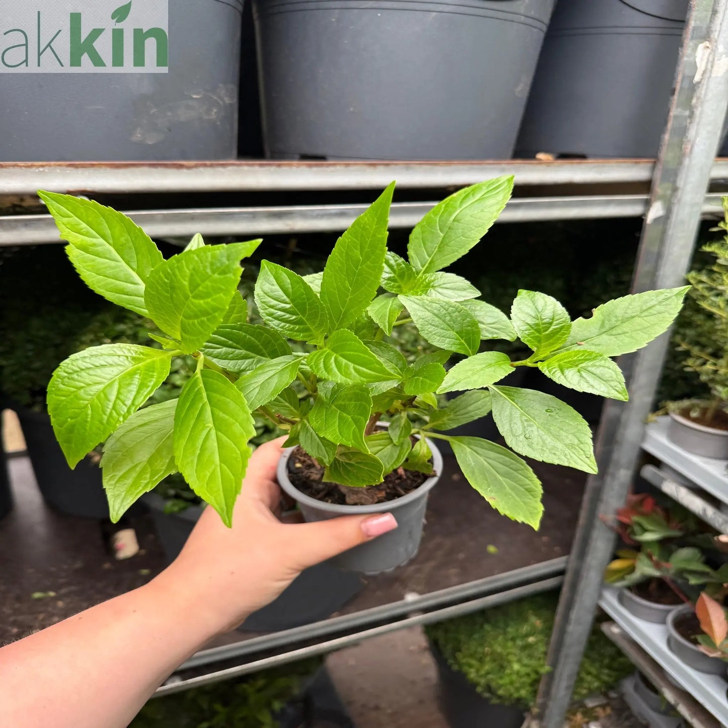 Hydrangea macrophylla 'Shakira' 9cm One Click Plants