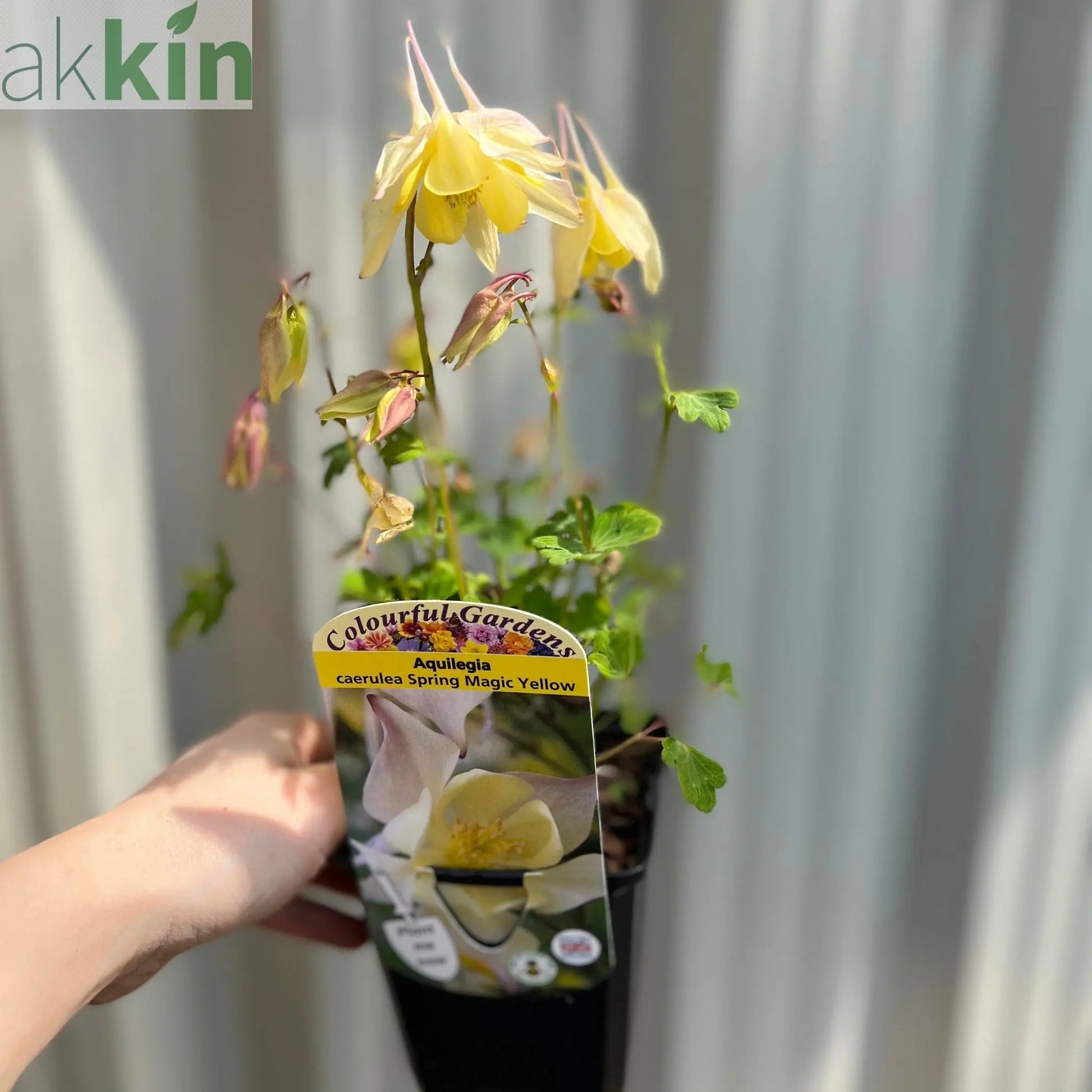 Aquilegia 'Spring Magic Yellow' One Click Plants