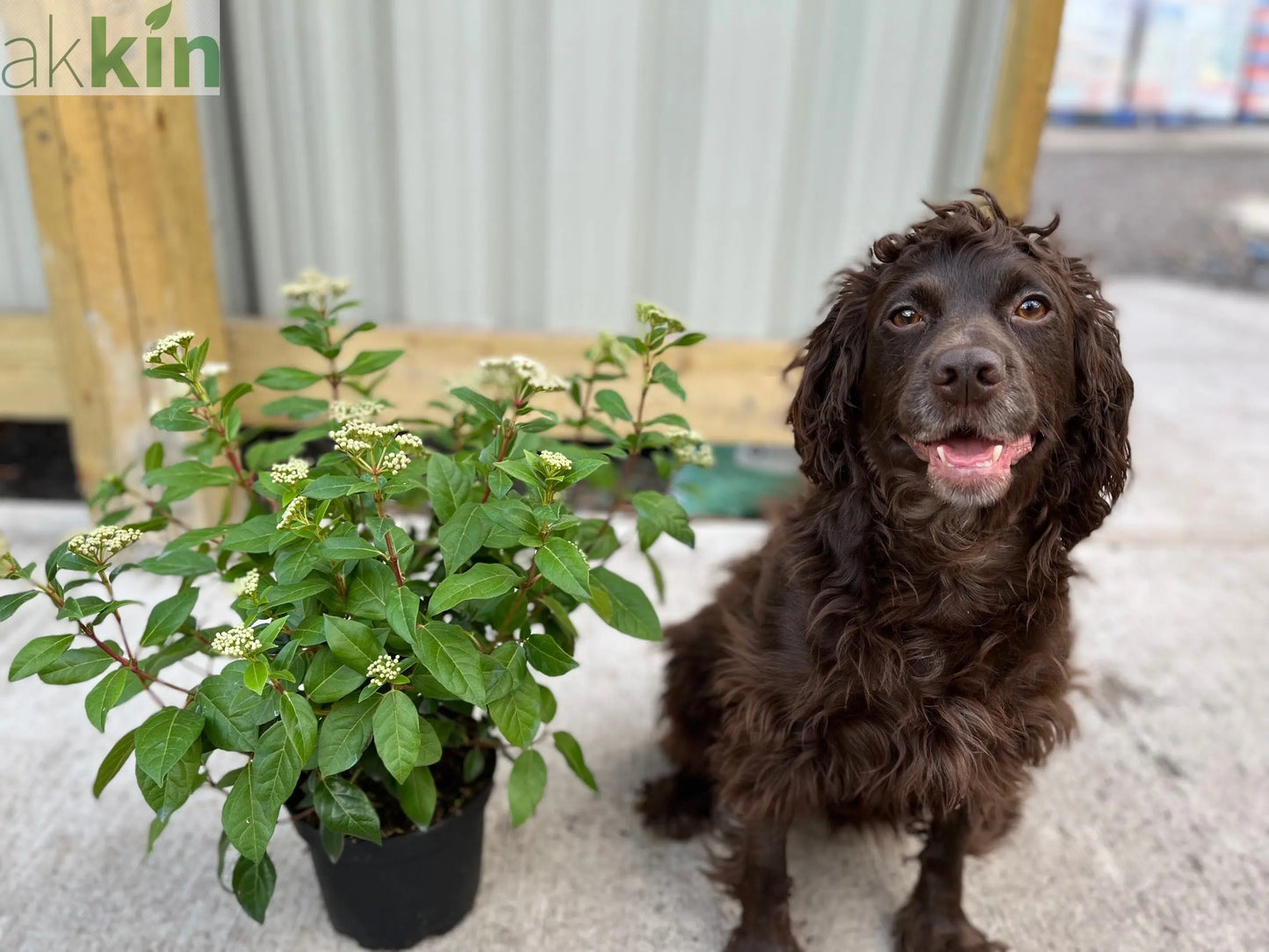Viburnum tinus Laurustinus 2L One Click Plants