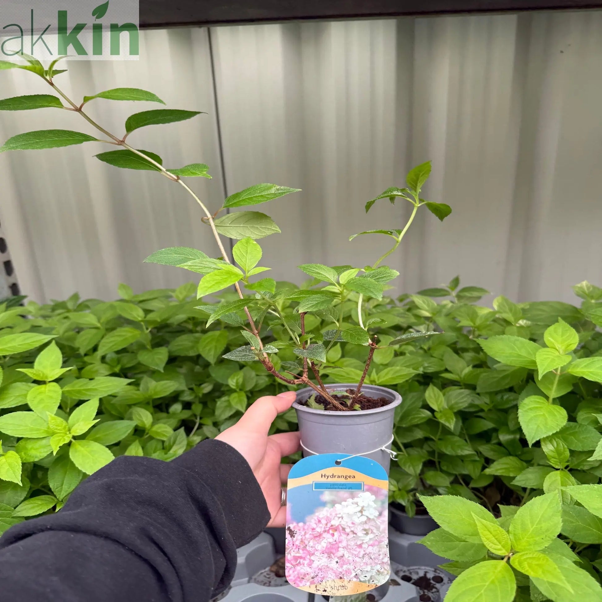 Hydrangea paniculata 'Vanille Fraise' 9cm / 2L / 3L One Click Plants