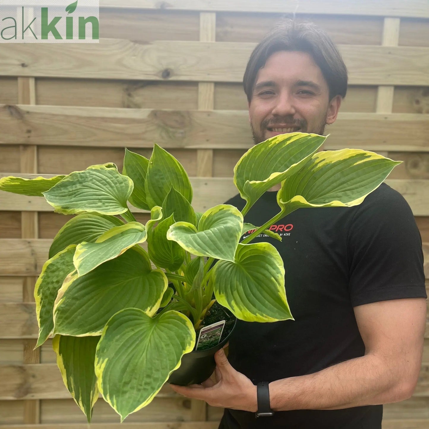 Hosta 'Aureomarginata' 2L One Click Plants