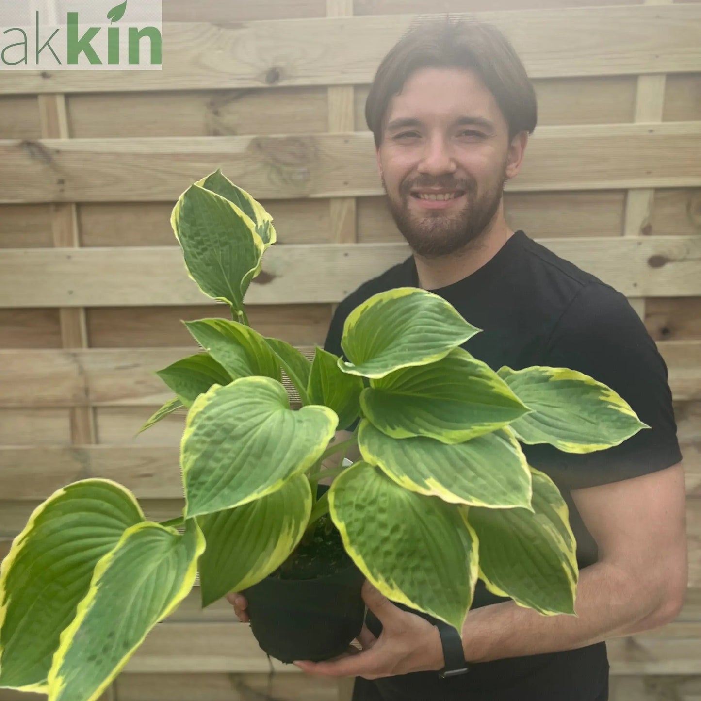Hosta 'Aureomarginata' 2L One Click Plants
