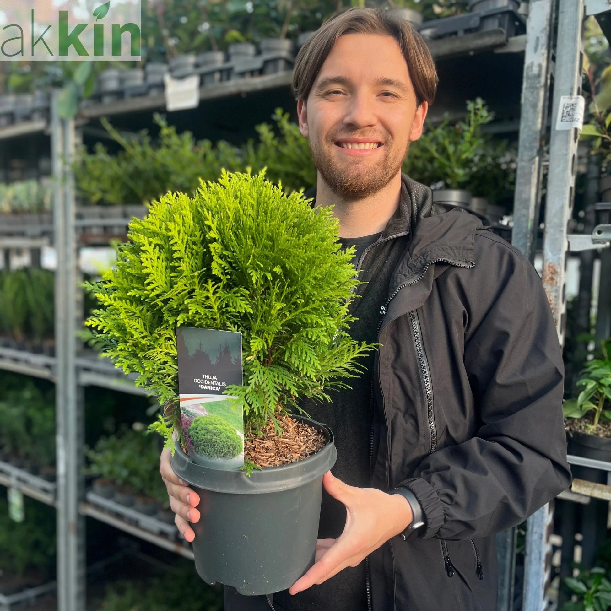 Thuja occidentalis 'Danica' 2L / 3L / 10L One Click Plants