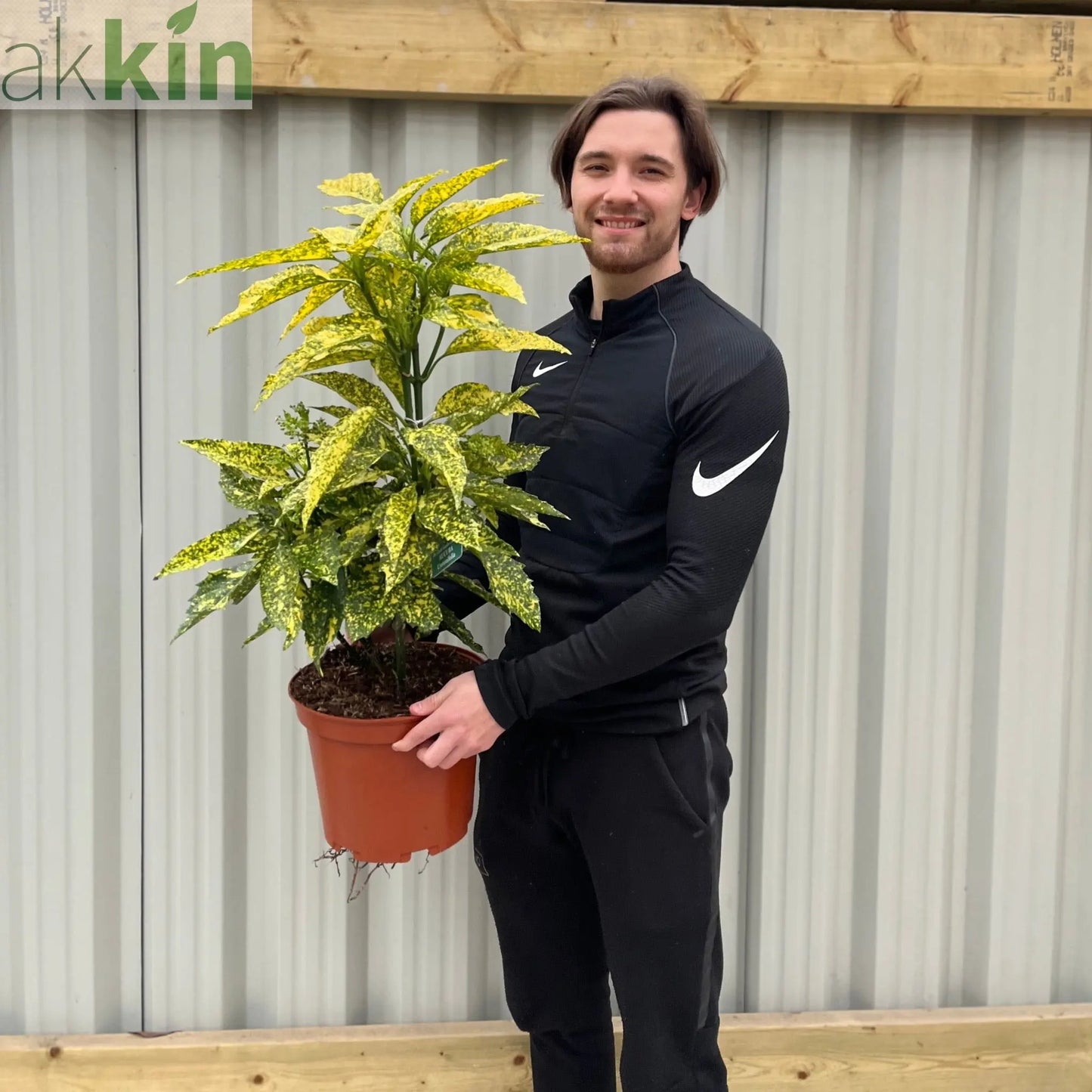 Aucuba Spotted Laurel 2L / 5L One Click Plants