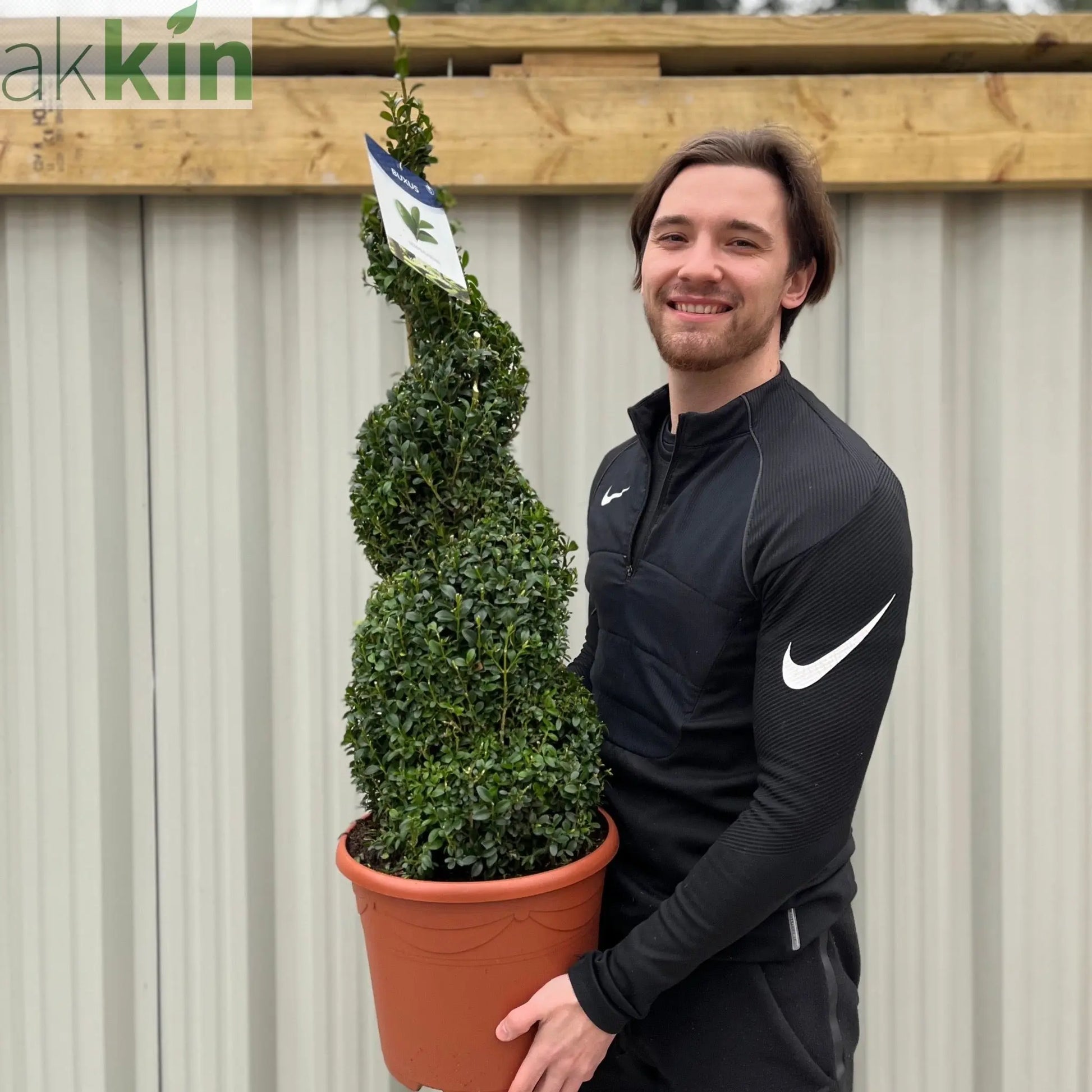 Buxus Spiral | Buxus sempervirens Topiary | Box Spiral One Click Plants
