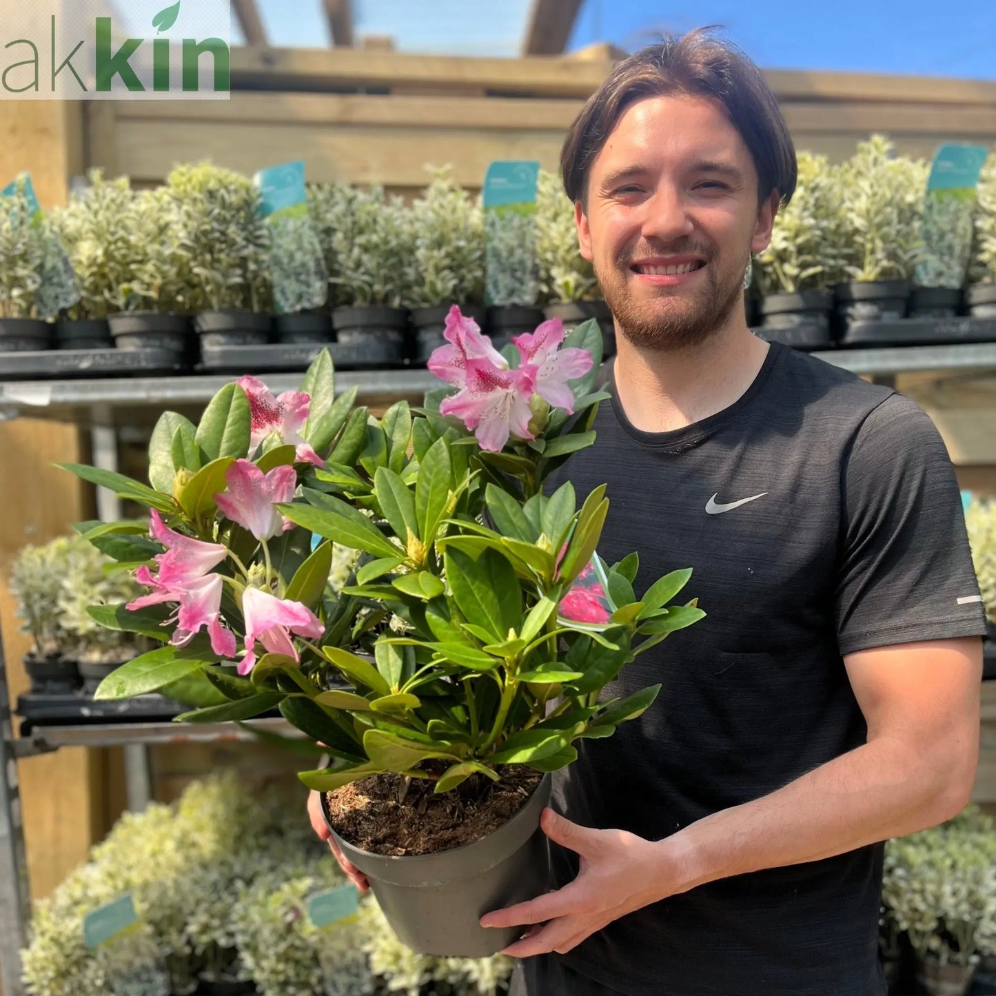 Rhododendron 'Cosmopolitan' 3L One Click Plants