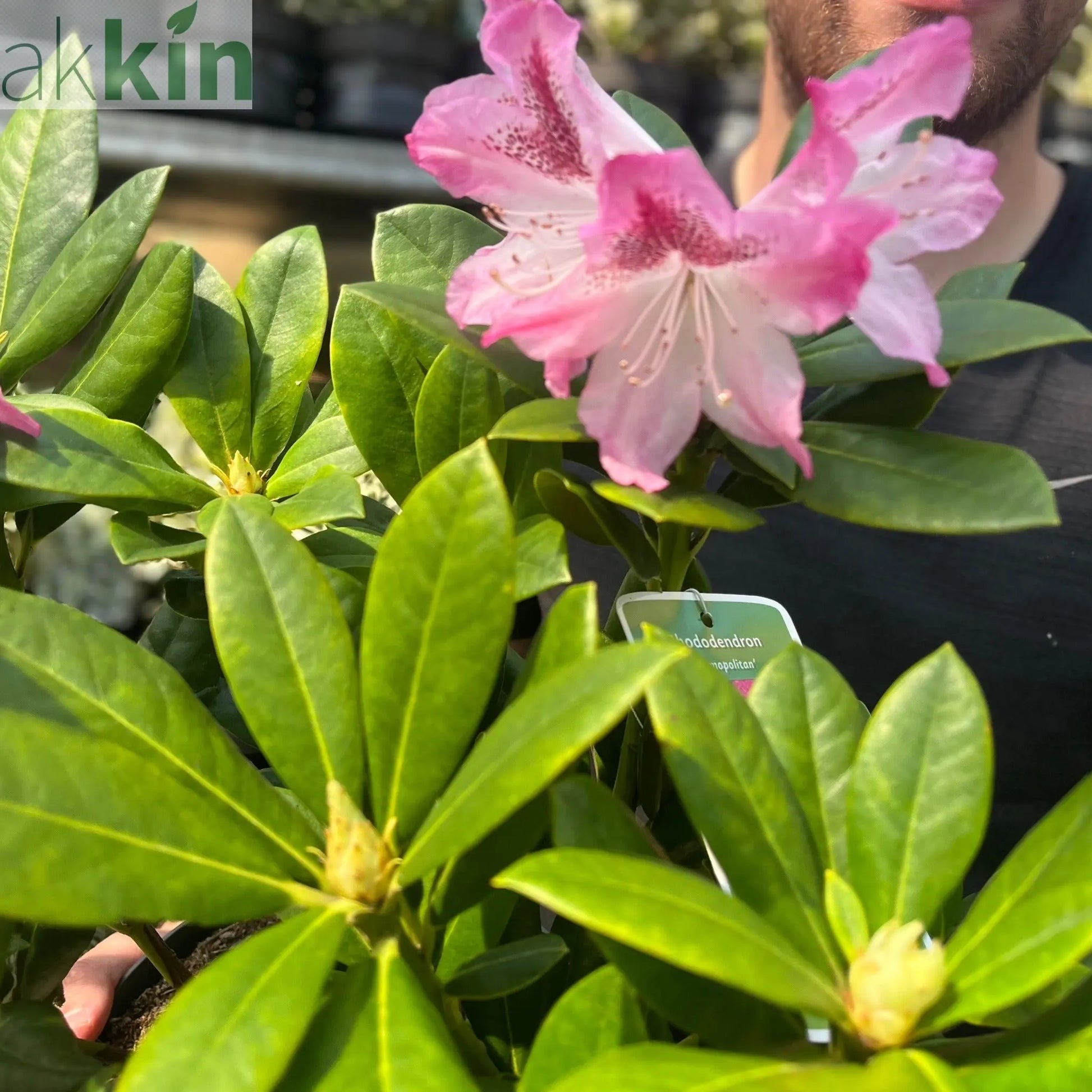 Rhododendron 'Cosmopolitan' 3L One Click Plants