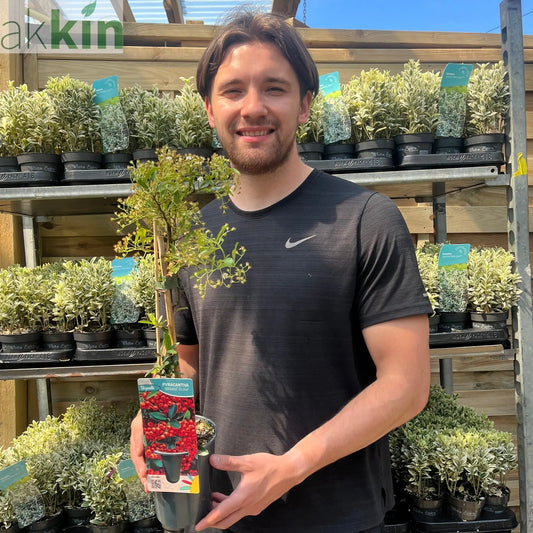 Pyracantha coccinea 'Orange Glow' 1L/2L One Click Plants