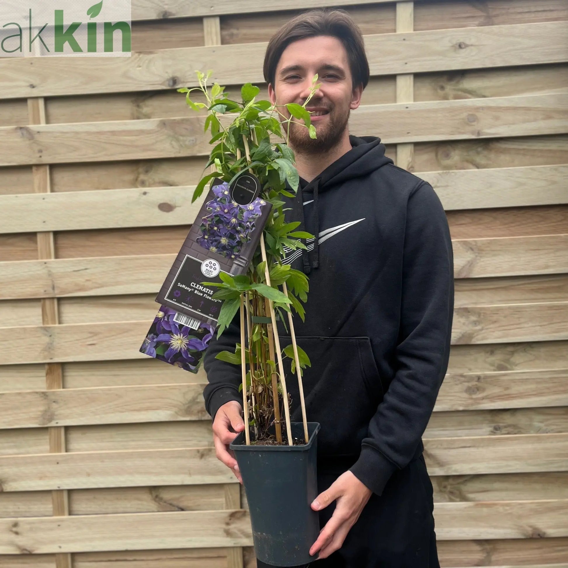 Clematis 'So Many Blue Flowers' 70cm One Click Plants