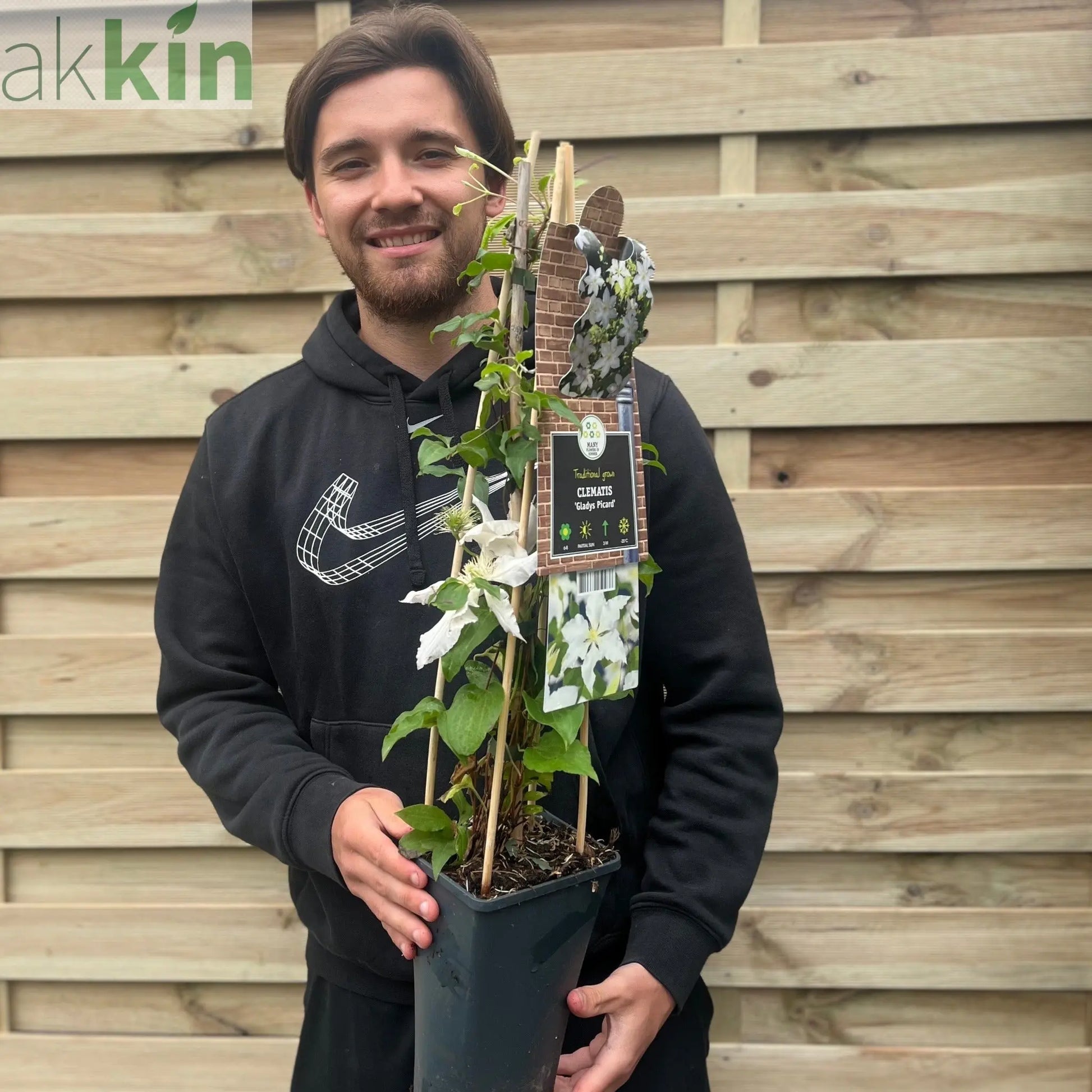 Clematis 'Gladys Picard' 70cm One Click Plants