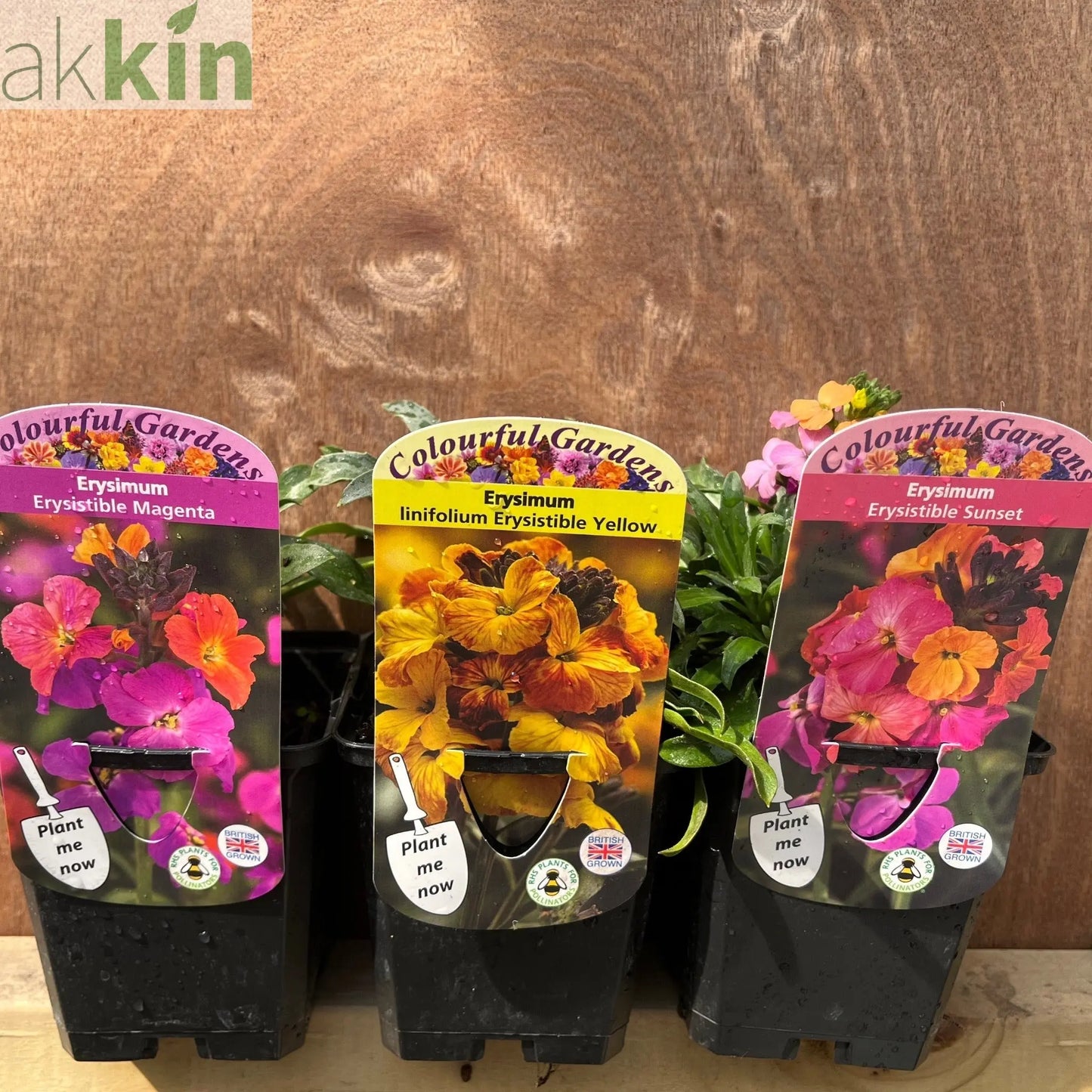 3 x Erysimum Supplied in 9cm Growers Pots One Click Plants