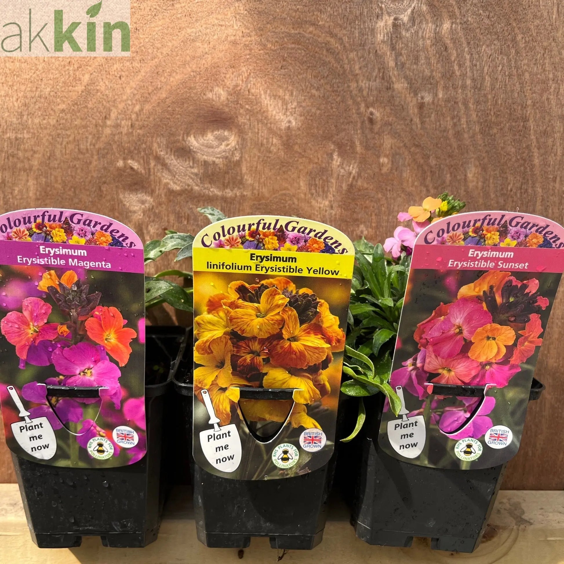 3 x Erysimum Supplied in 9cm Growers Pots One Click Plants