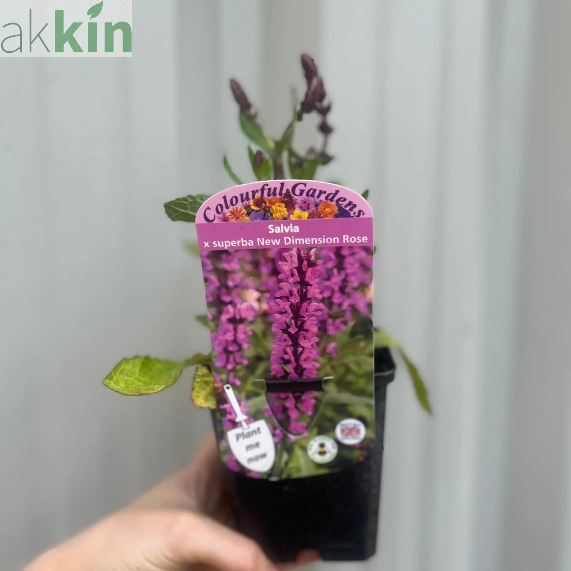 Salvia x superba Merleau Rose  9cm One Click Plants