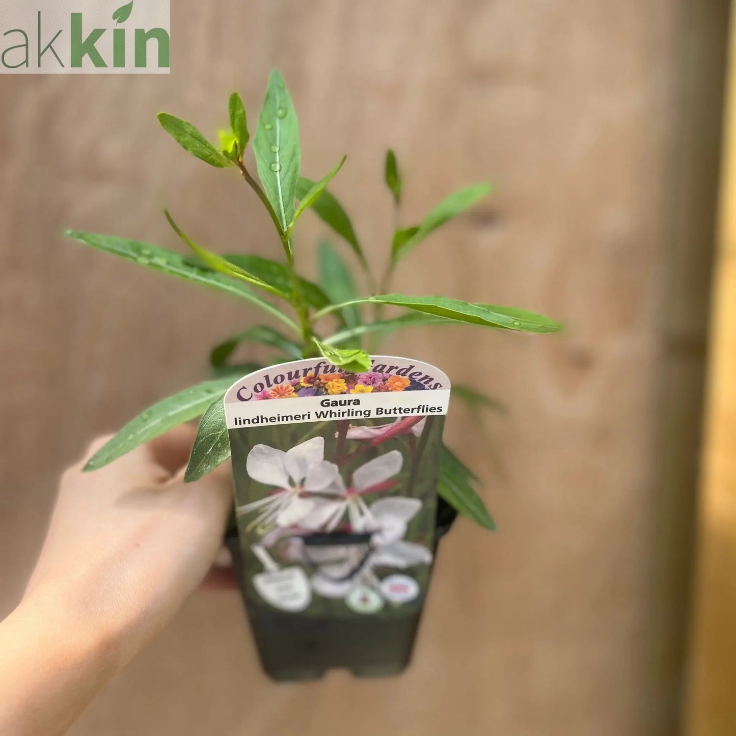 Gaura 'Whirling Butterflies' 9cm/2L One Click Plants