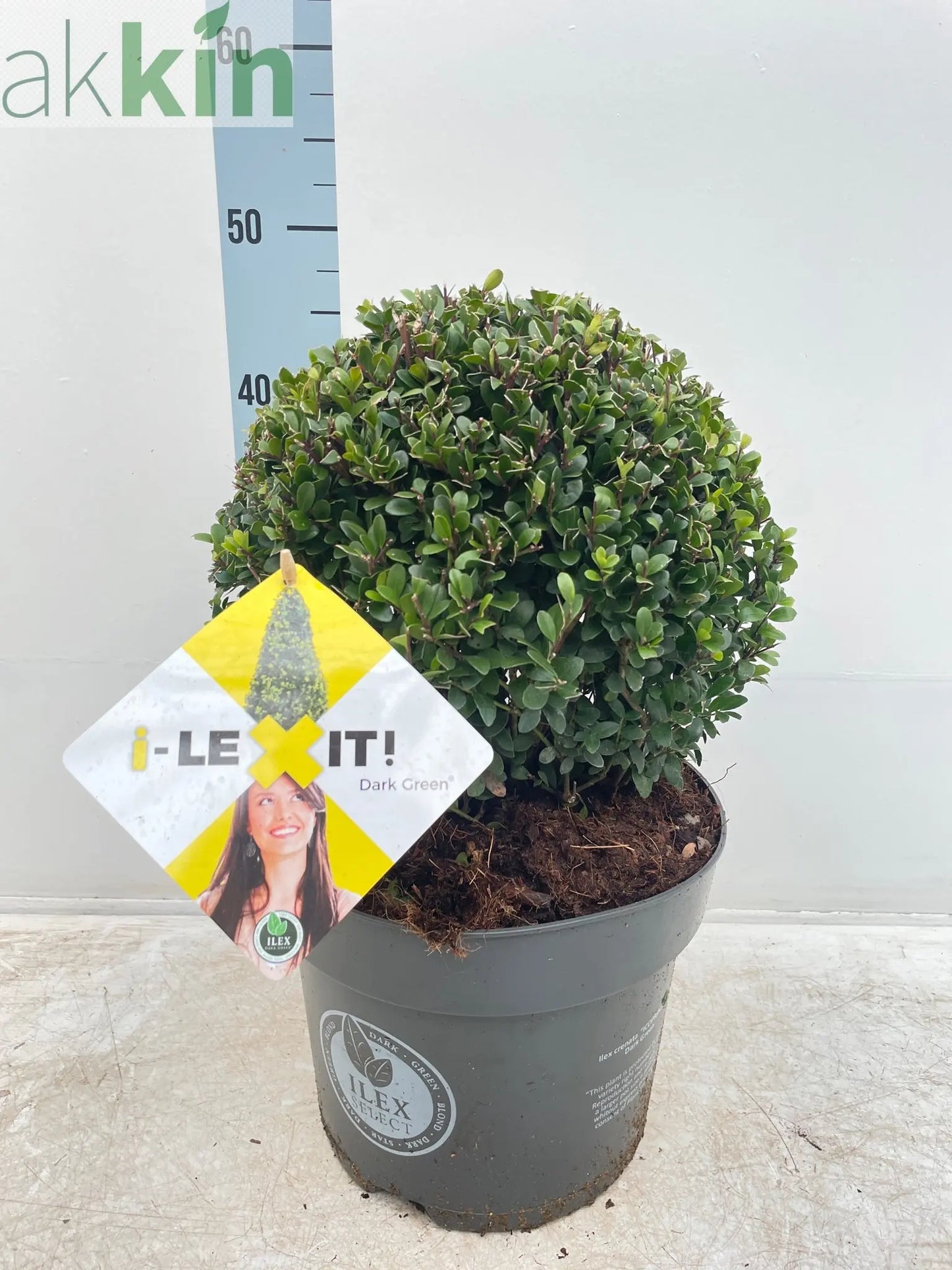 Ilex crenata Dark Green Ball 2L/3L/5L/7.5L One Click Plants