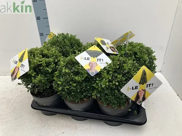 Ilex crenata Dark Green Ball 2L/3L/5L/7.5L One Click Plants