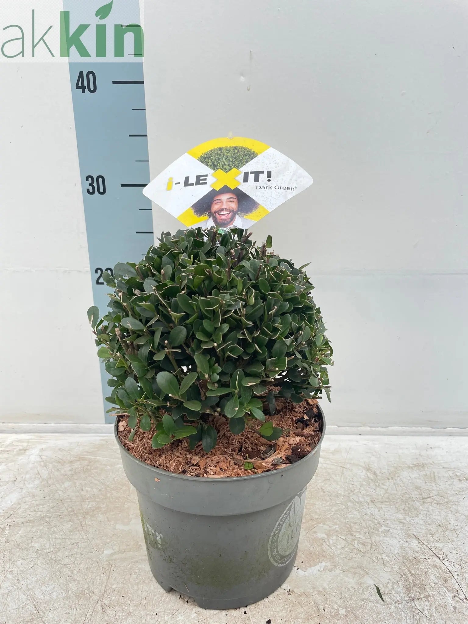 Ilex crenata Dark Green Ball 2L/3L/5L/7.5L One Click Plants