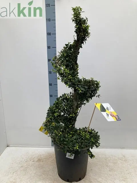Ilex 'Dark Green' Spiral 12L 110-120cm inc. pot One Click Plants