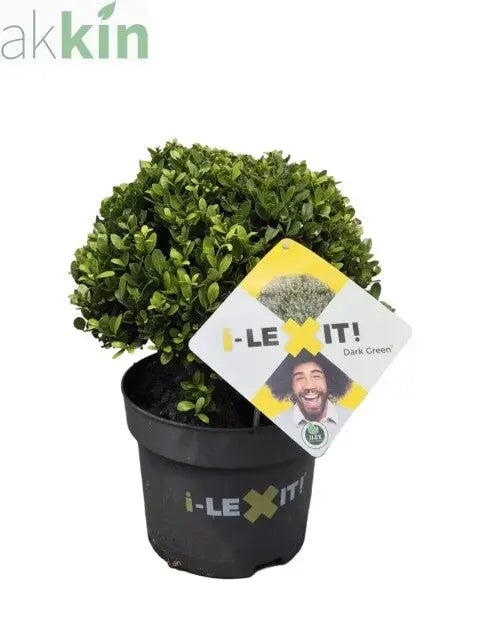 Ilex crenata Dark Green Ball 2L/3L/5L/7.5L One Click Plants