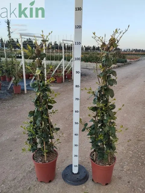 Trachelospermum jasminoides | Evergreen Star Jasmine Cone One Click Plants