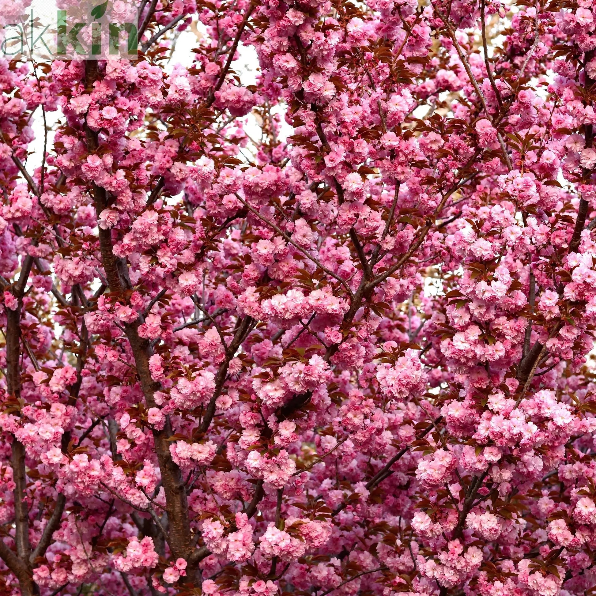 Ornamental Flowering Cherry Blossom Tree Dwarf - Prunus serrulata 'Kanzan' (2 Sizes Available) One Click Plants