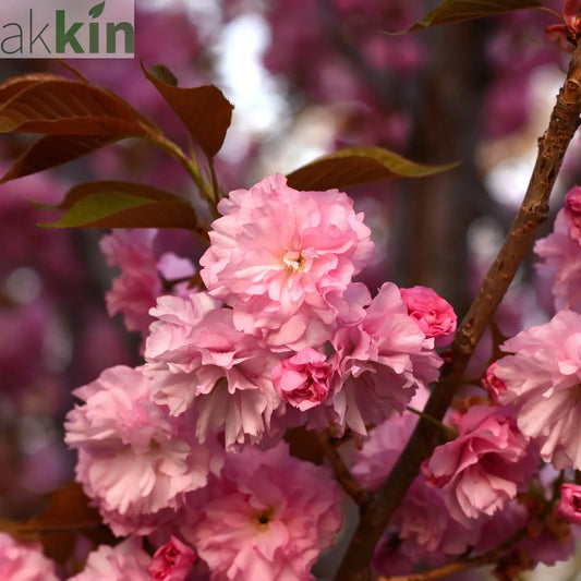 Ornamental Flowering Cherry Blossom Tree Dwarf - Prunus serrulata 'Kanzan' (2 Sizes Available) One Click Plants