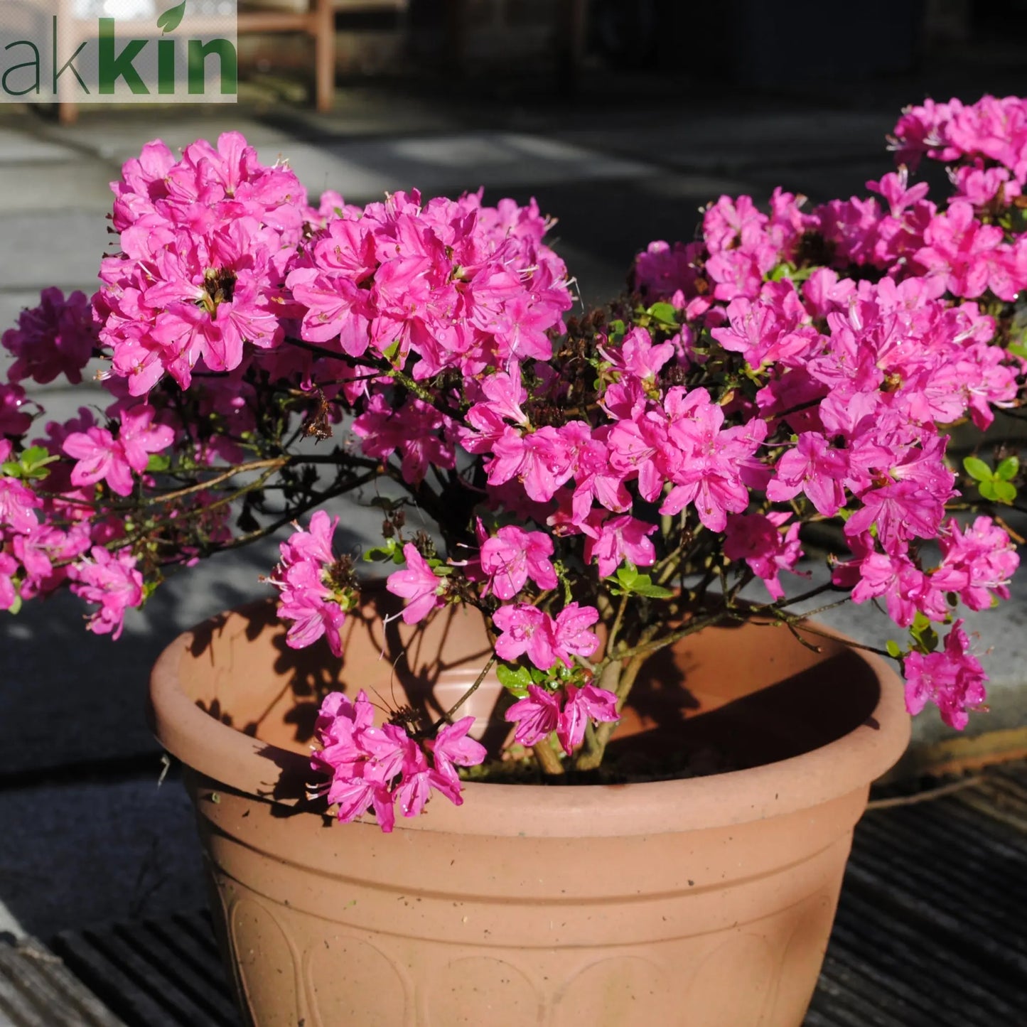 Azalea 'Kermesina Rose' 1L One Click Plants
