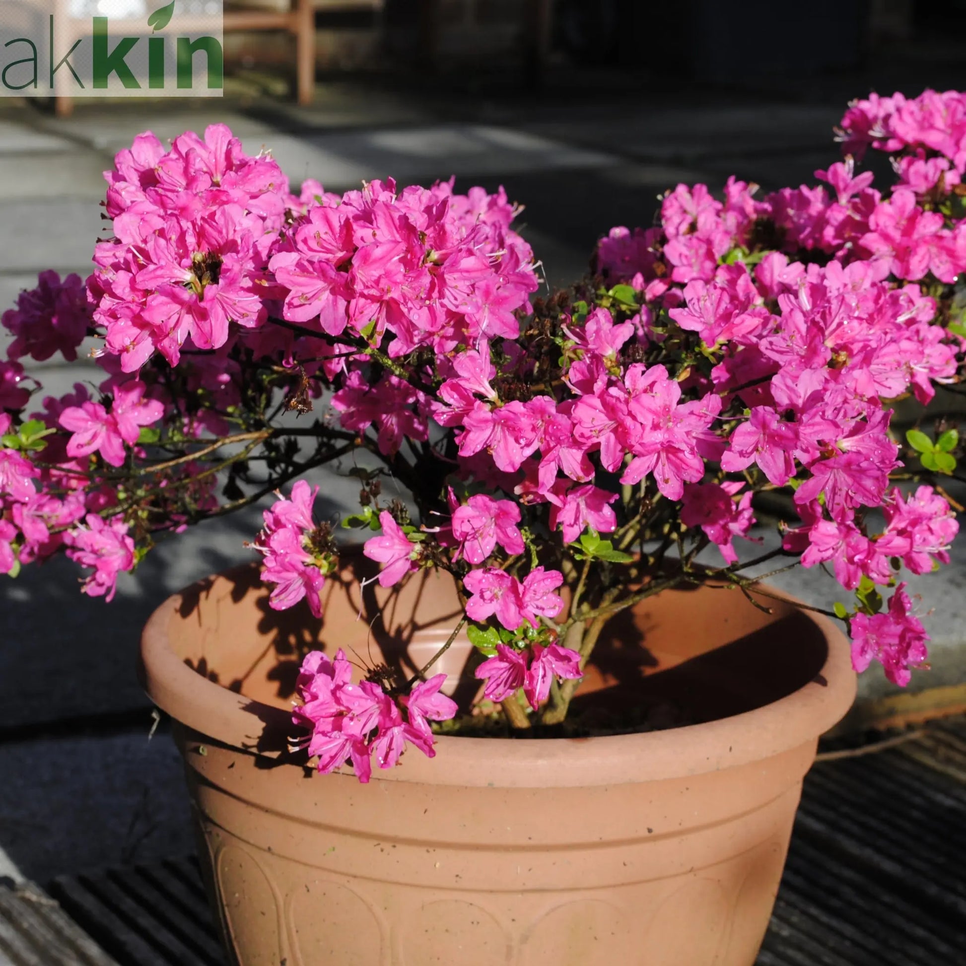 Azalea 'Kermesina Rose' 1L One Click Plants