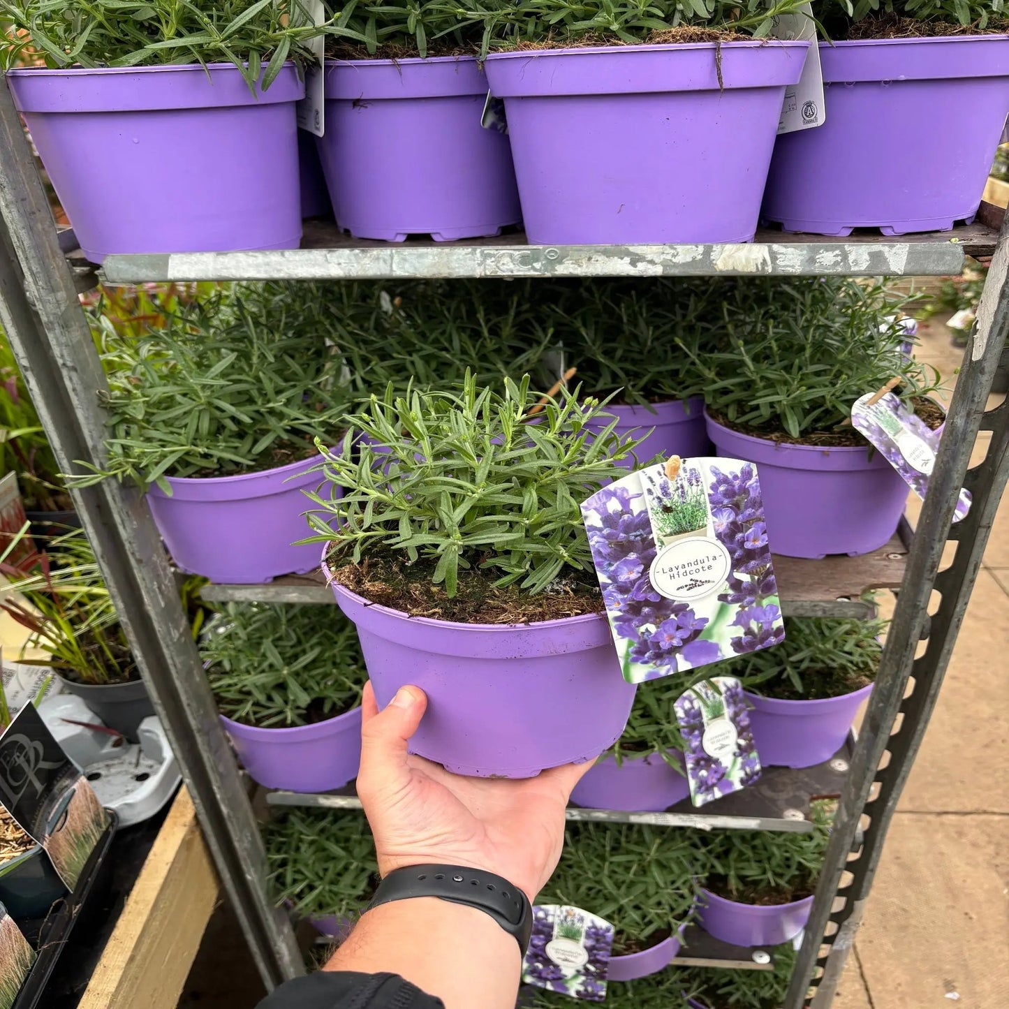 Lavender angustifolia 'Hidcote' (9cm/2L) One Click Plants
